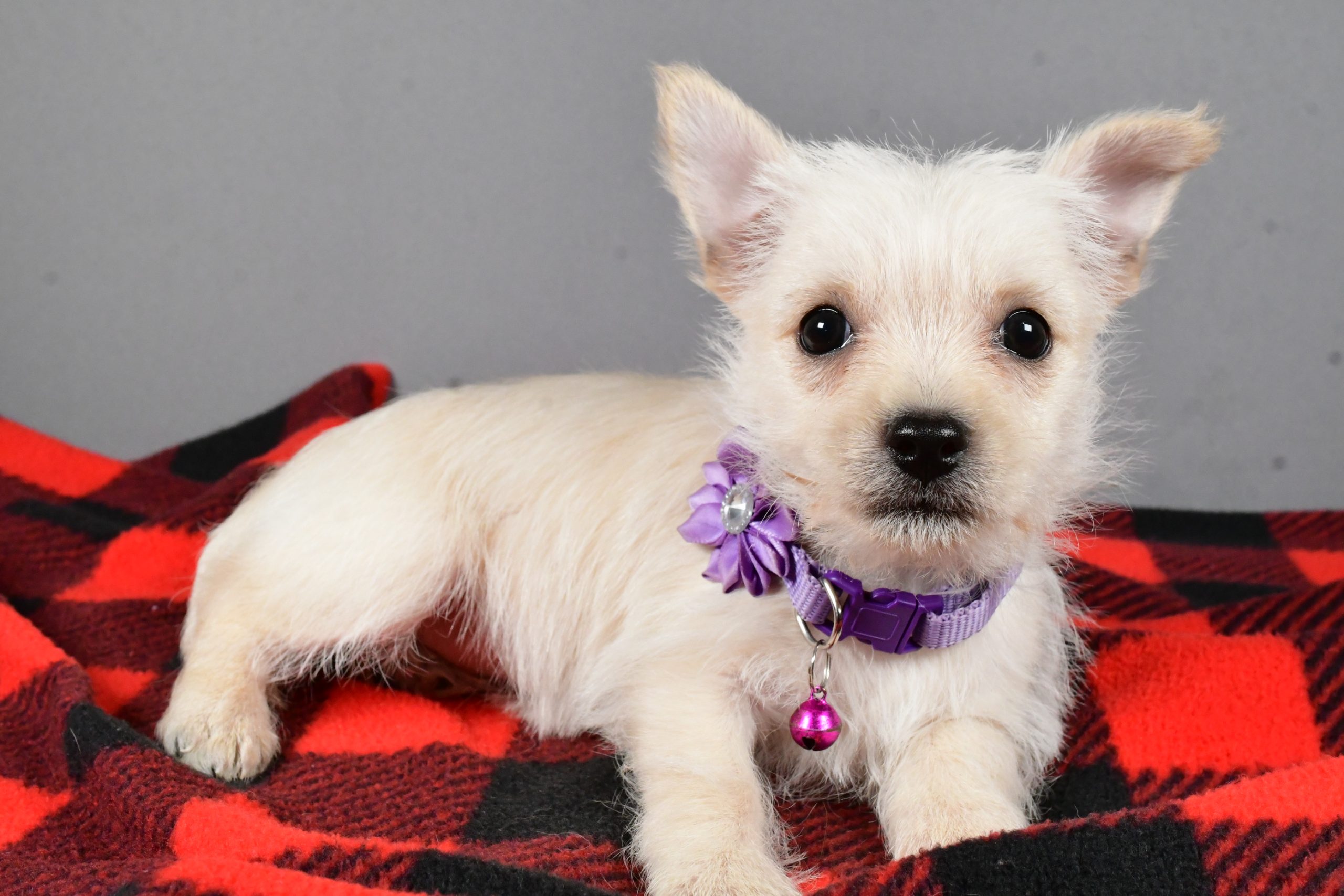 Miss Sox The Cairn Terrier - Image 6