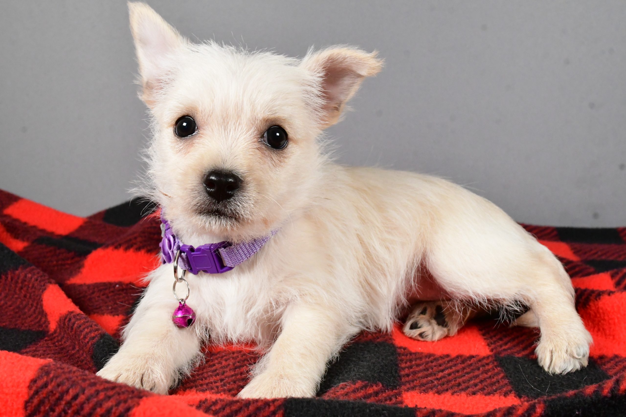 Miss Sox The Cairn Terrier - Image 5