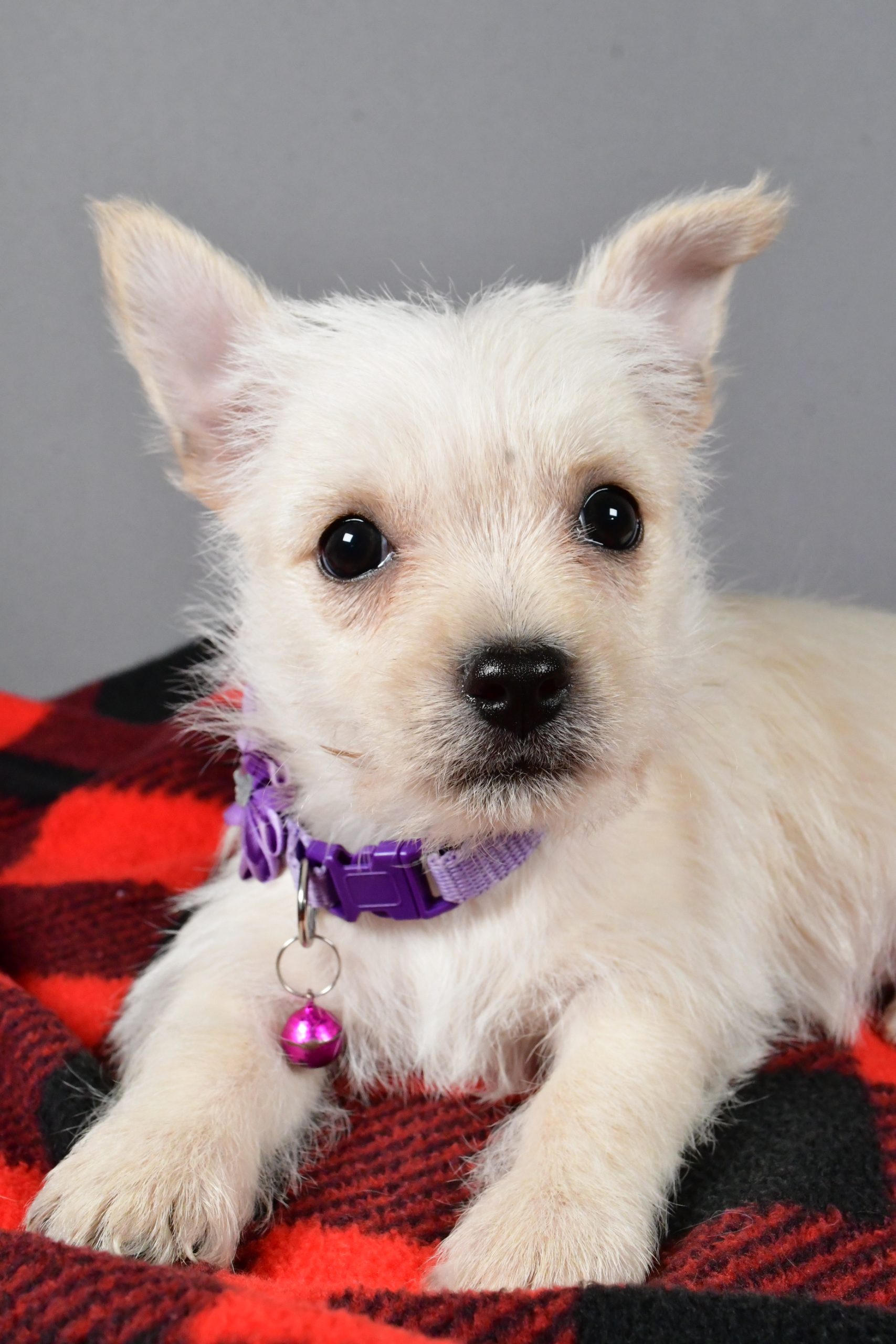 Miss Sox The Cairn Terrier - Image 3