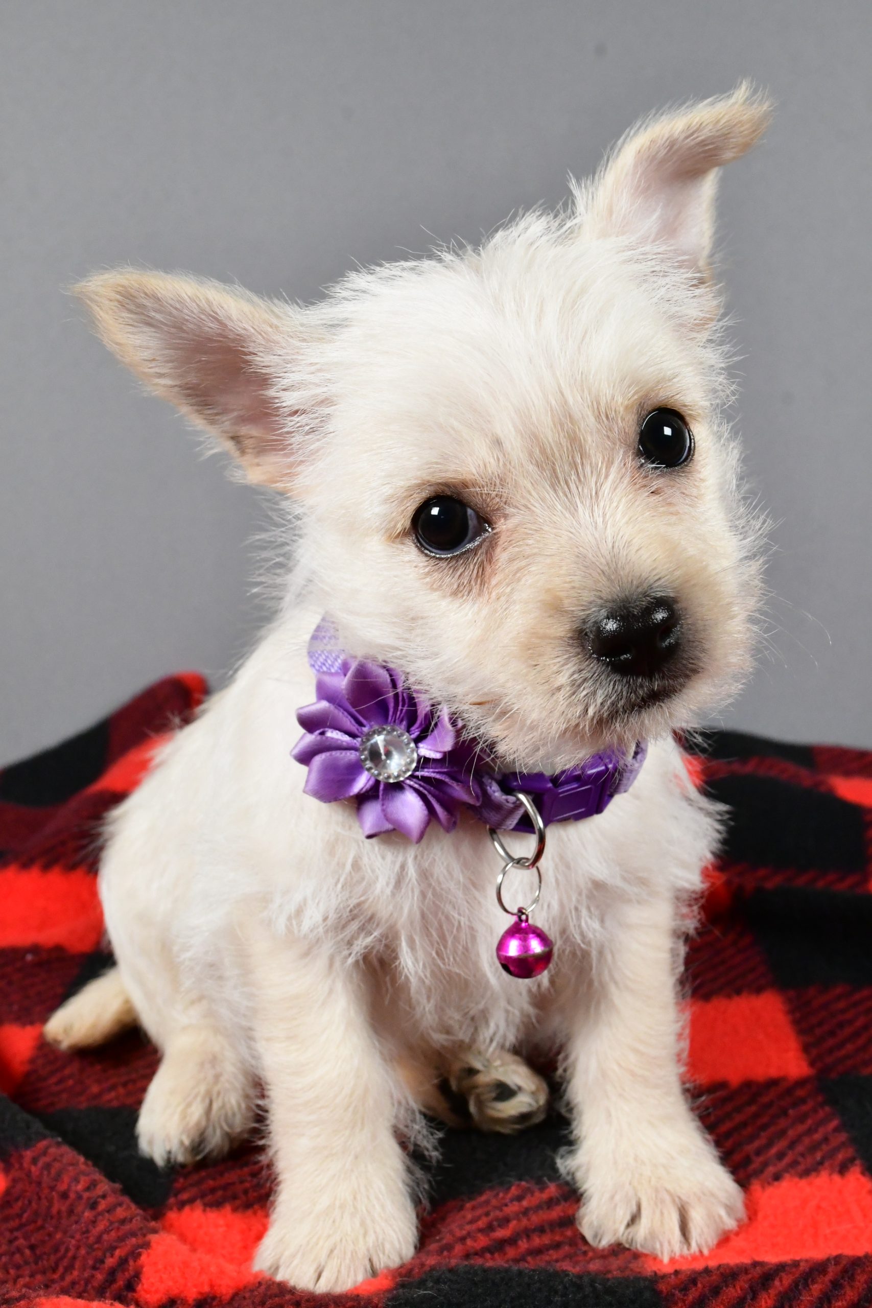 Miss Sox The Cairn Terrier