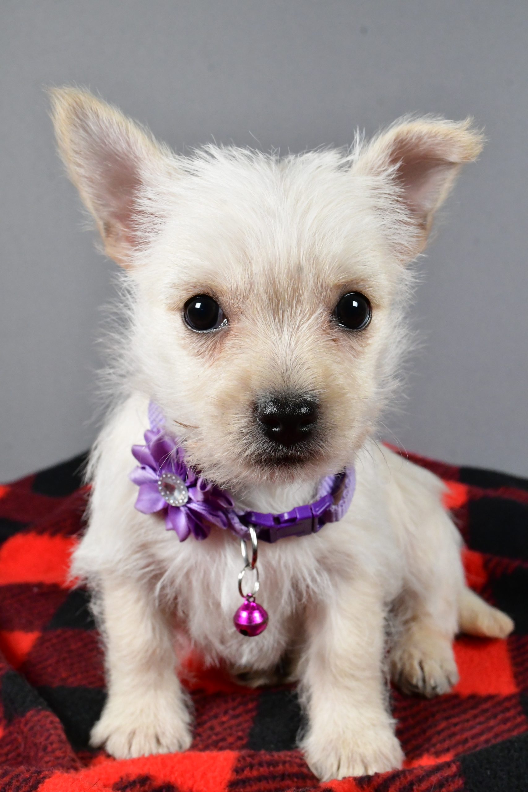 Miss Sox The Cairn Terrier - Image 2