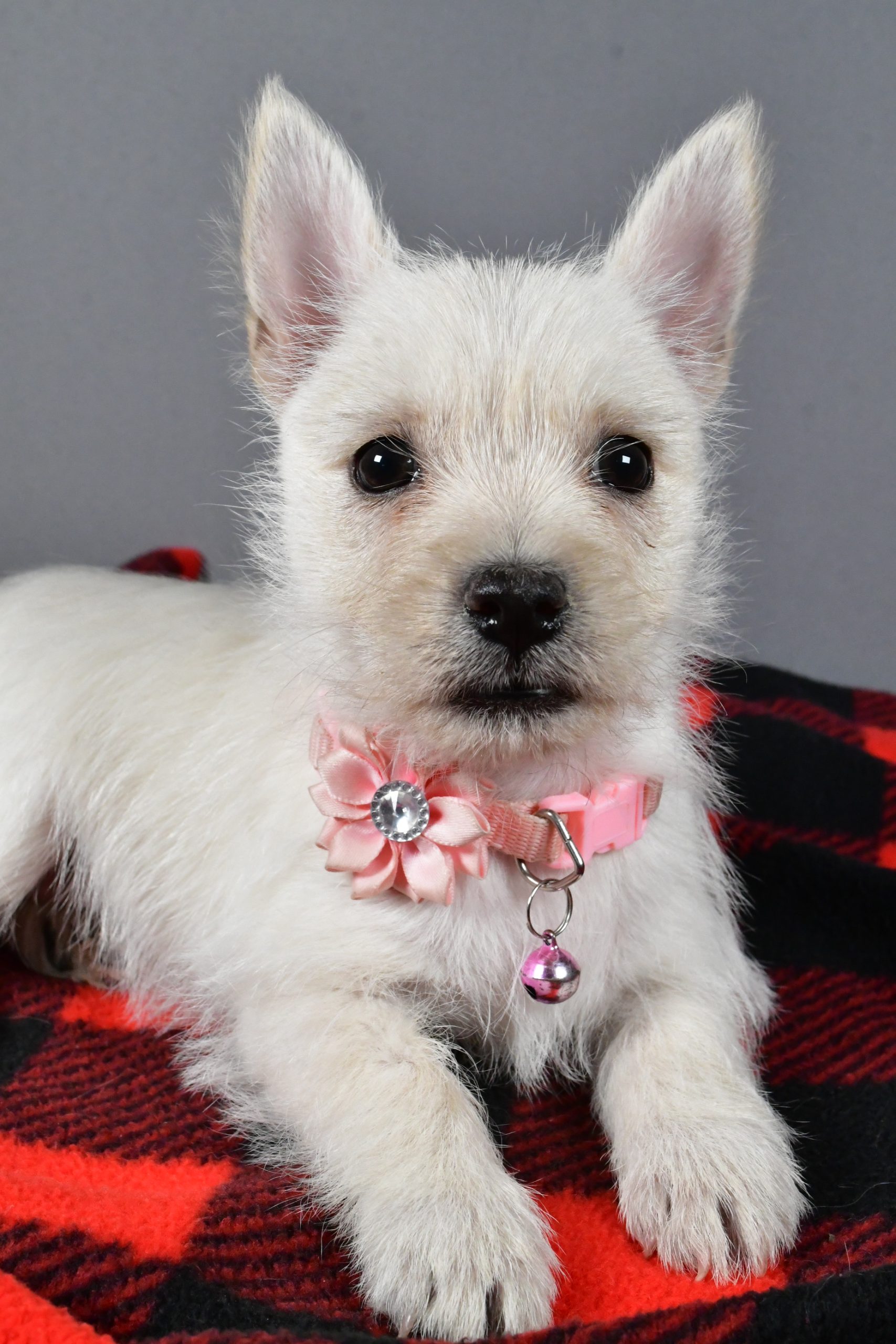 Miss Snowball The Cairn Terrier - Image 5