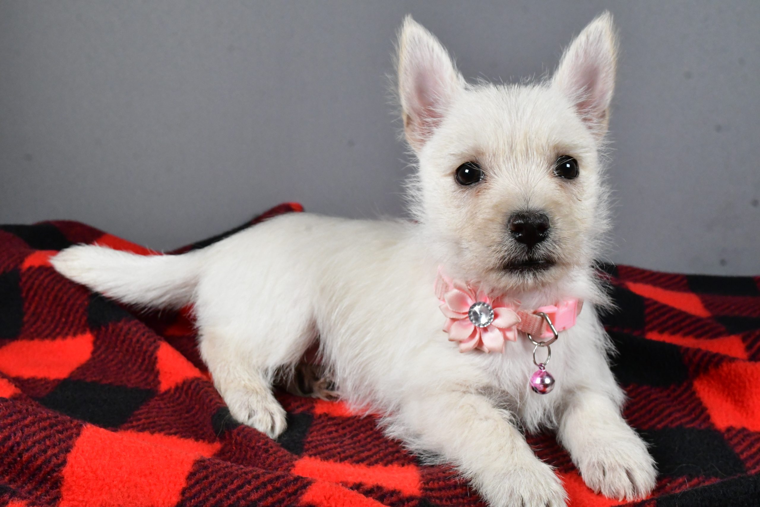 Miss Snowball The Cairn Terrier - Image 6