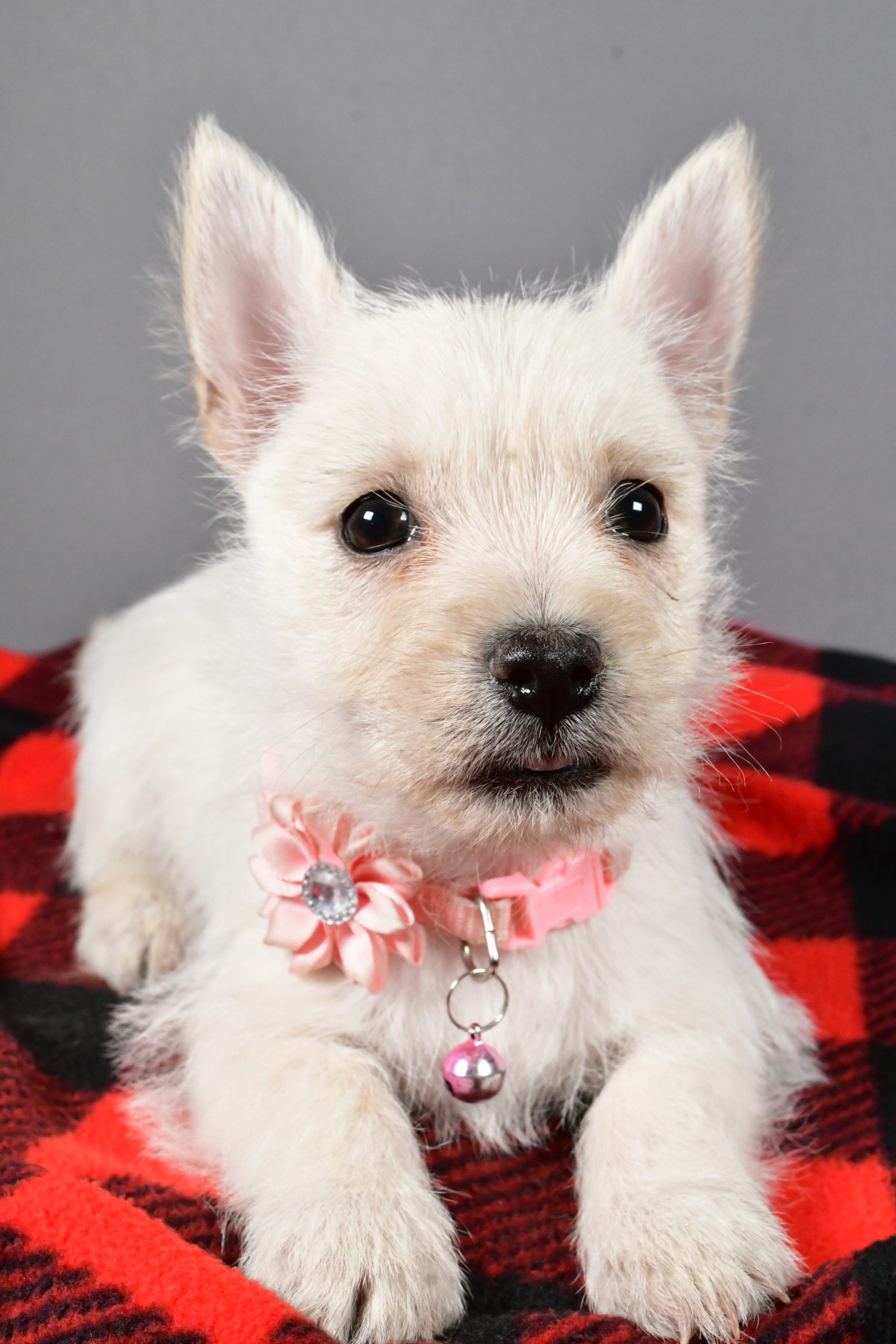 Miss Snowball The Cairn Terrier - Image 4