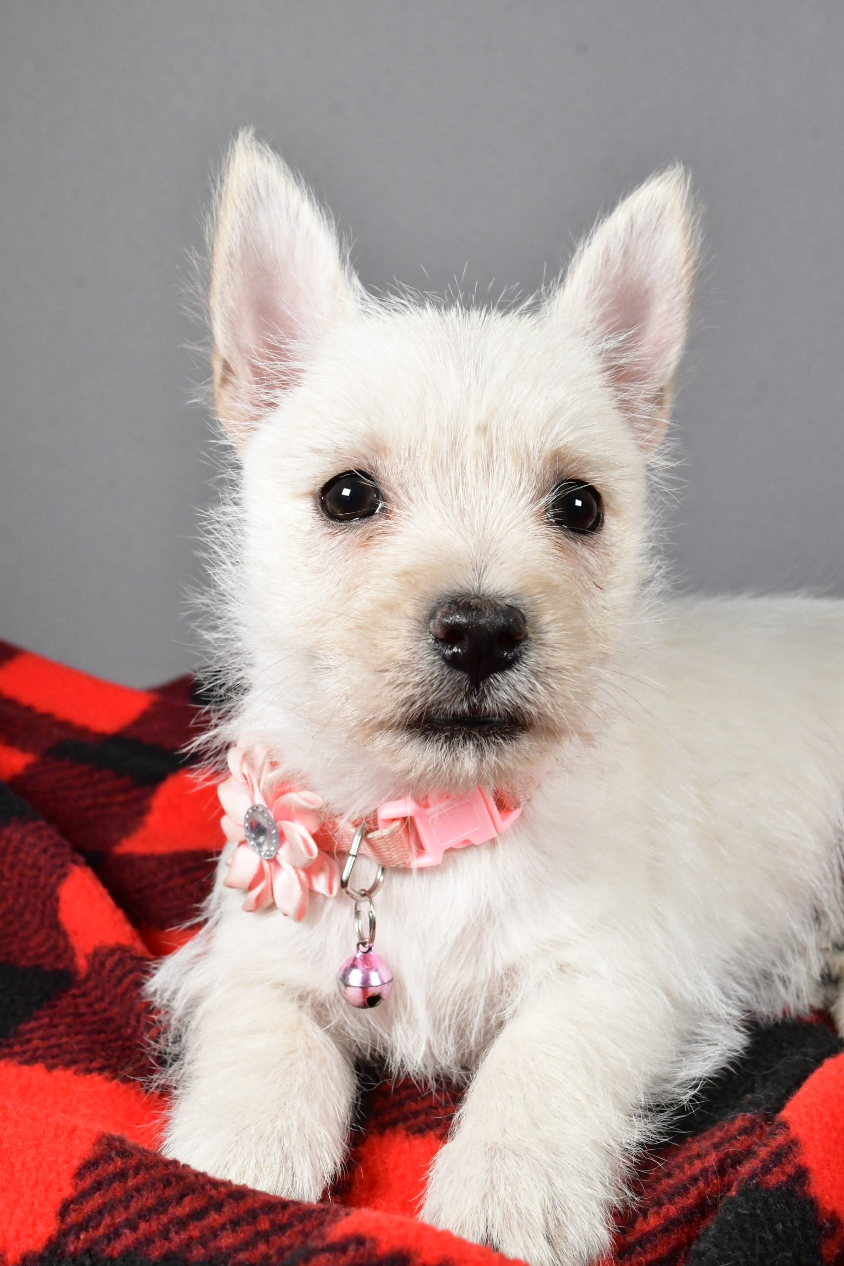 Miss Snowball The Cairn Terrier - Image 3