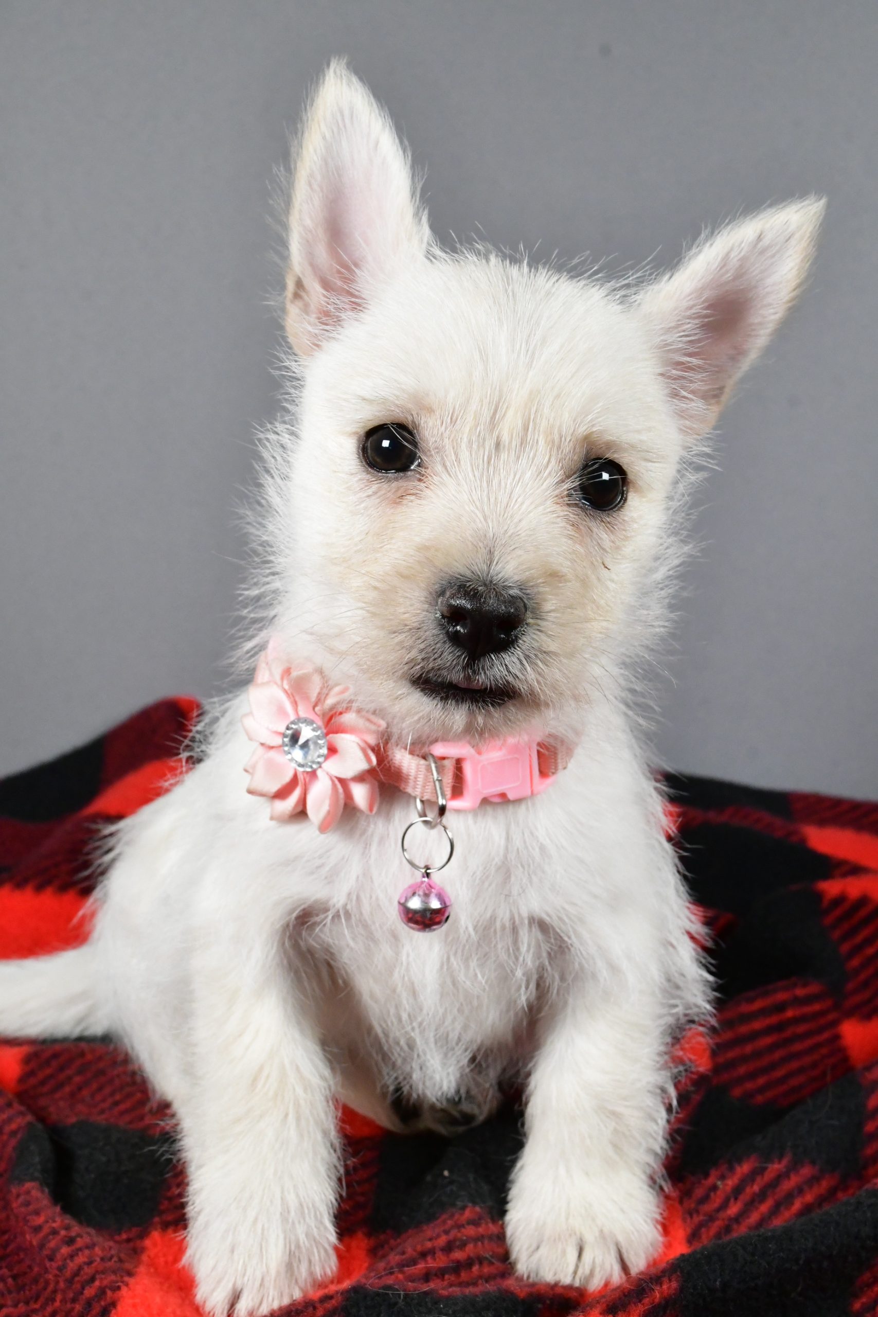 Miss Snowball The Cairn Terrier