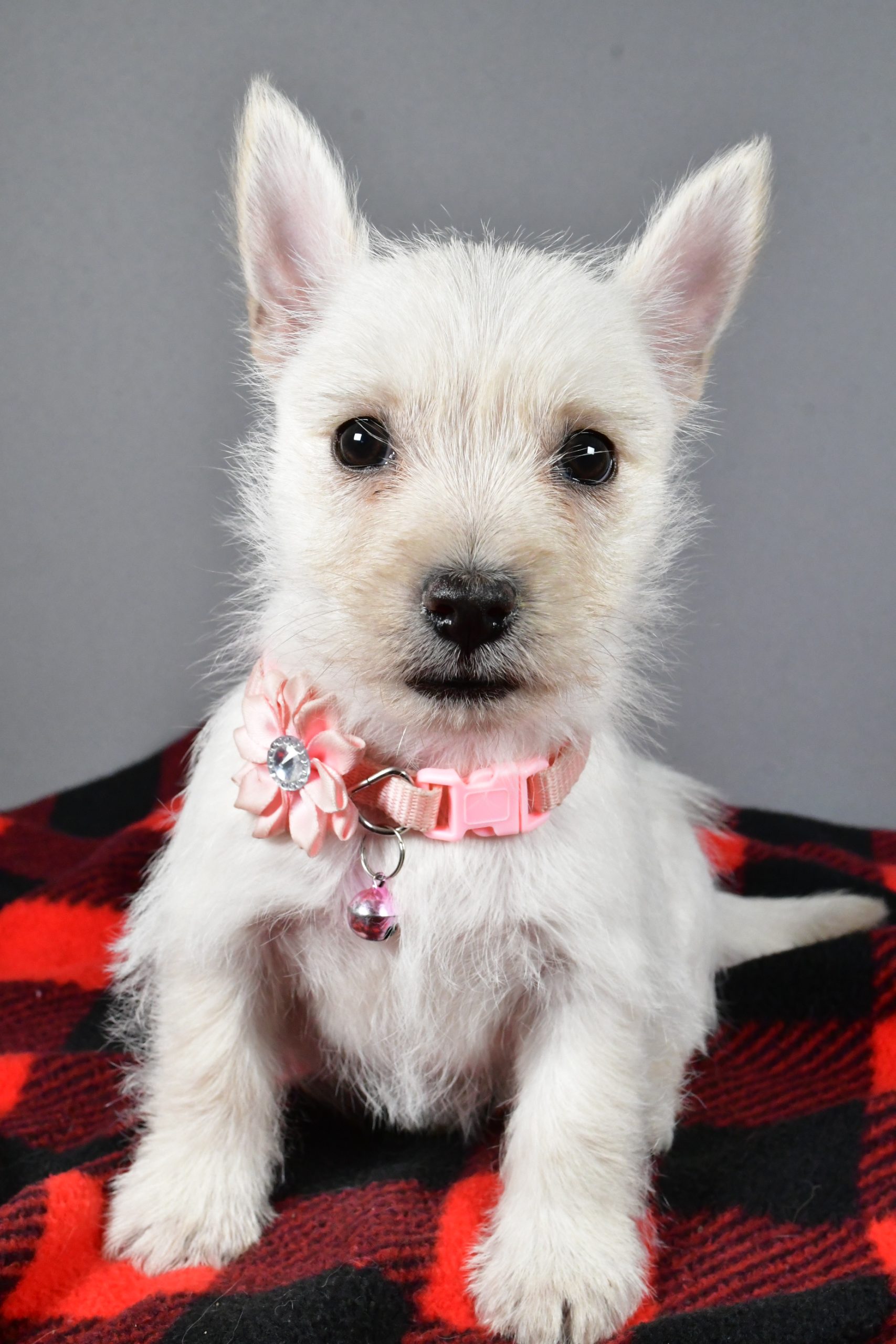 Miss Snowball The Cairn Terrier - Image 2