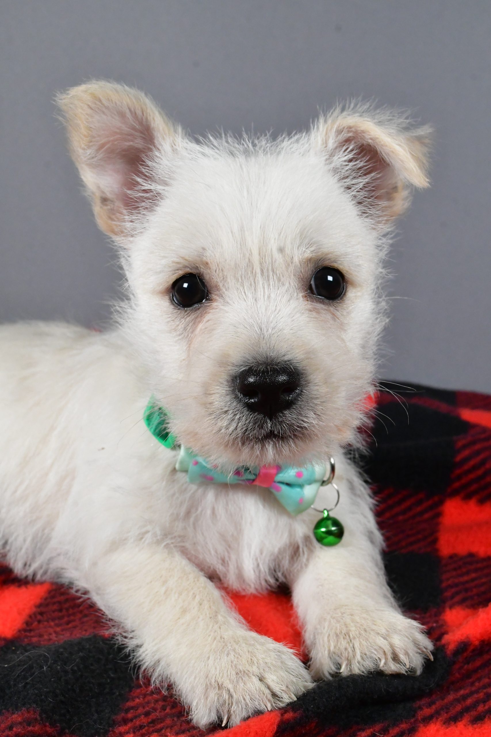Mr Snoopy The Cairn Terrier - Image 3
