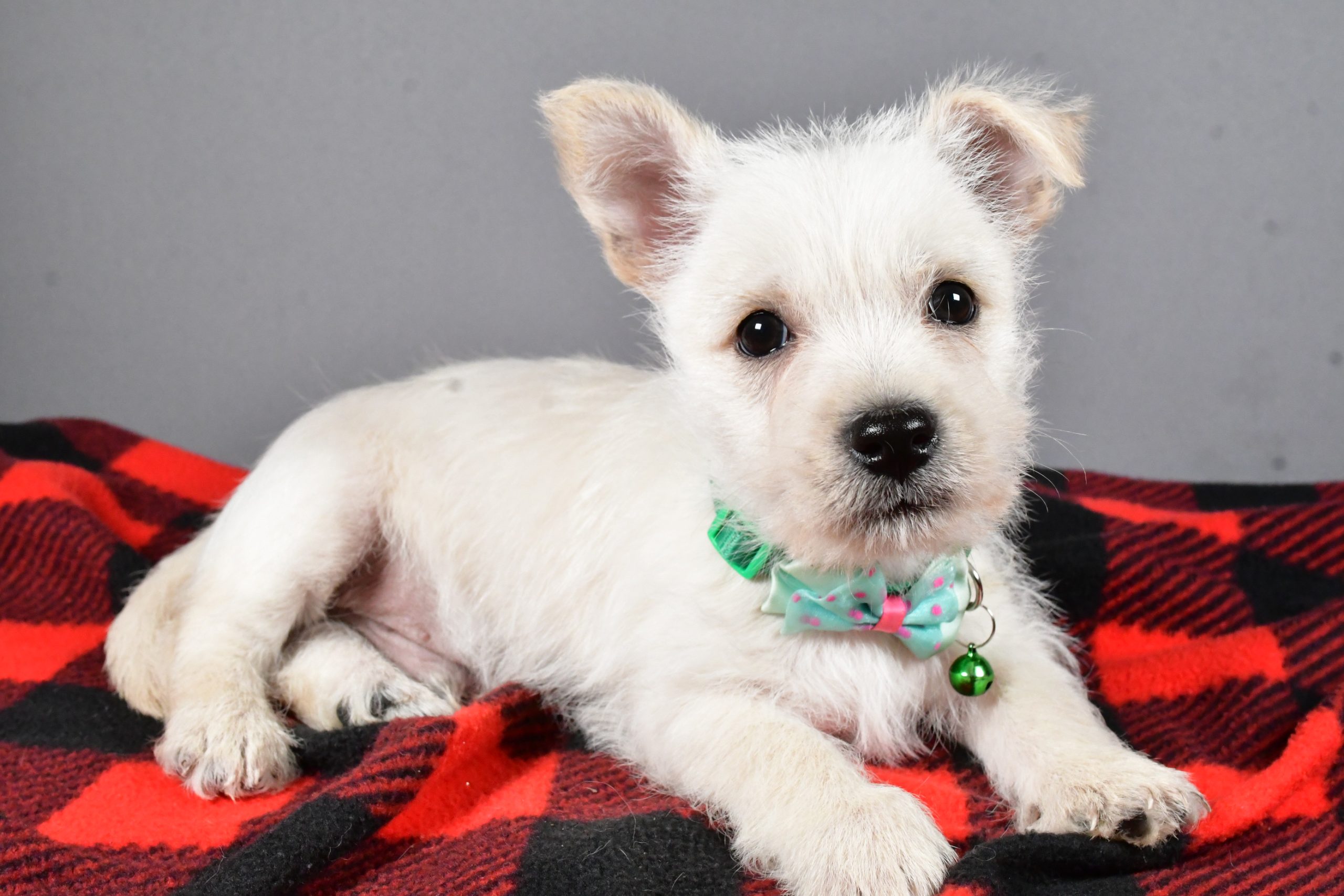 Mr Snoopy The Cairn Terrier - Image 7