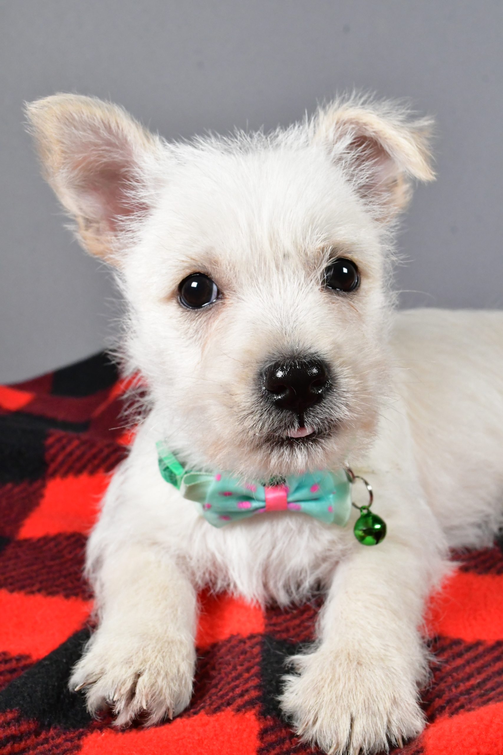 Mr Snoopy The Cairn Terrier - Image 5