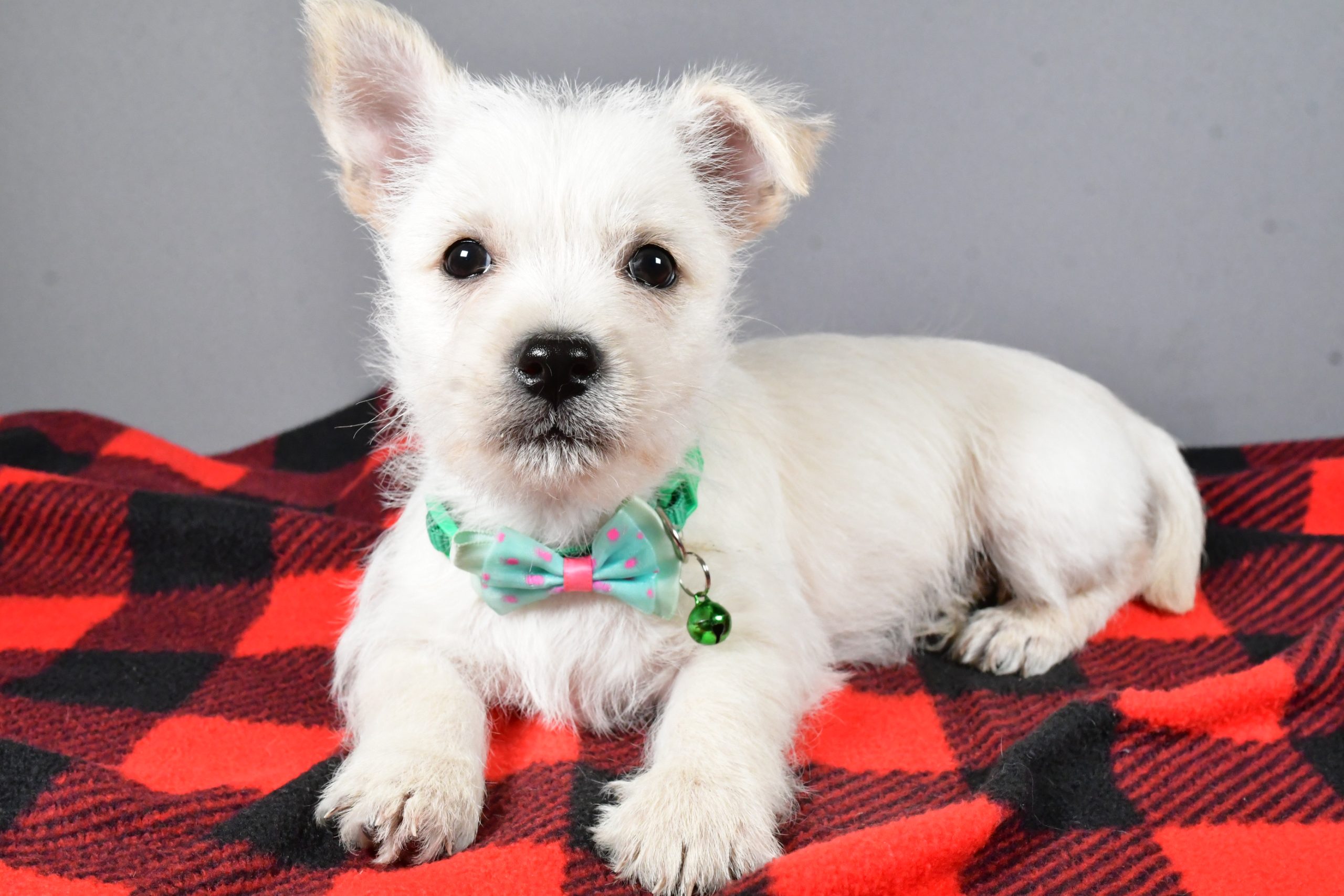 Mr Snoopy The Cairn Terrier - Image 6