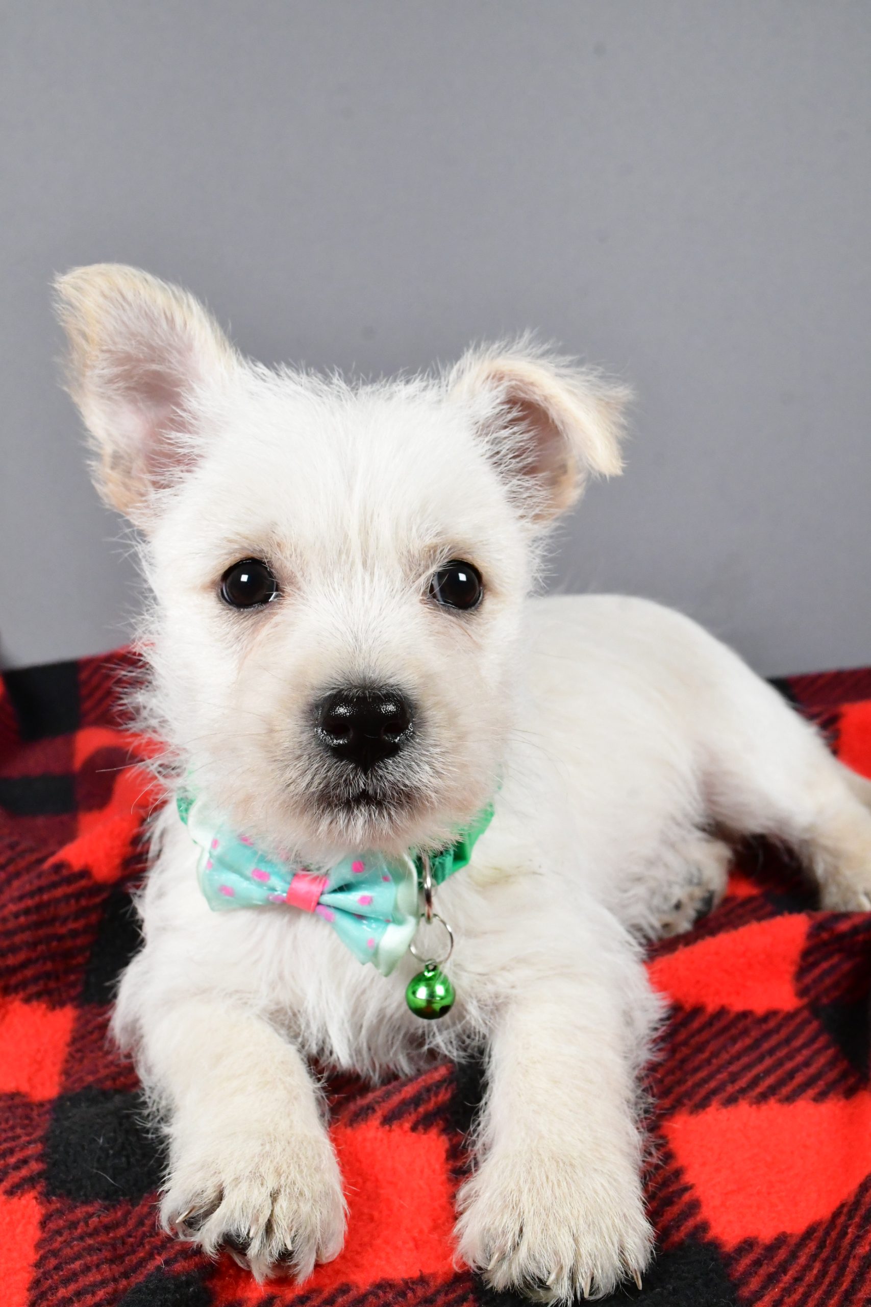 Mr Snoopy The Cairn Terrier - Image 4