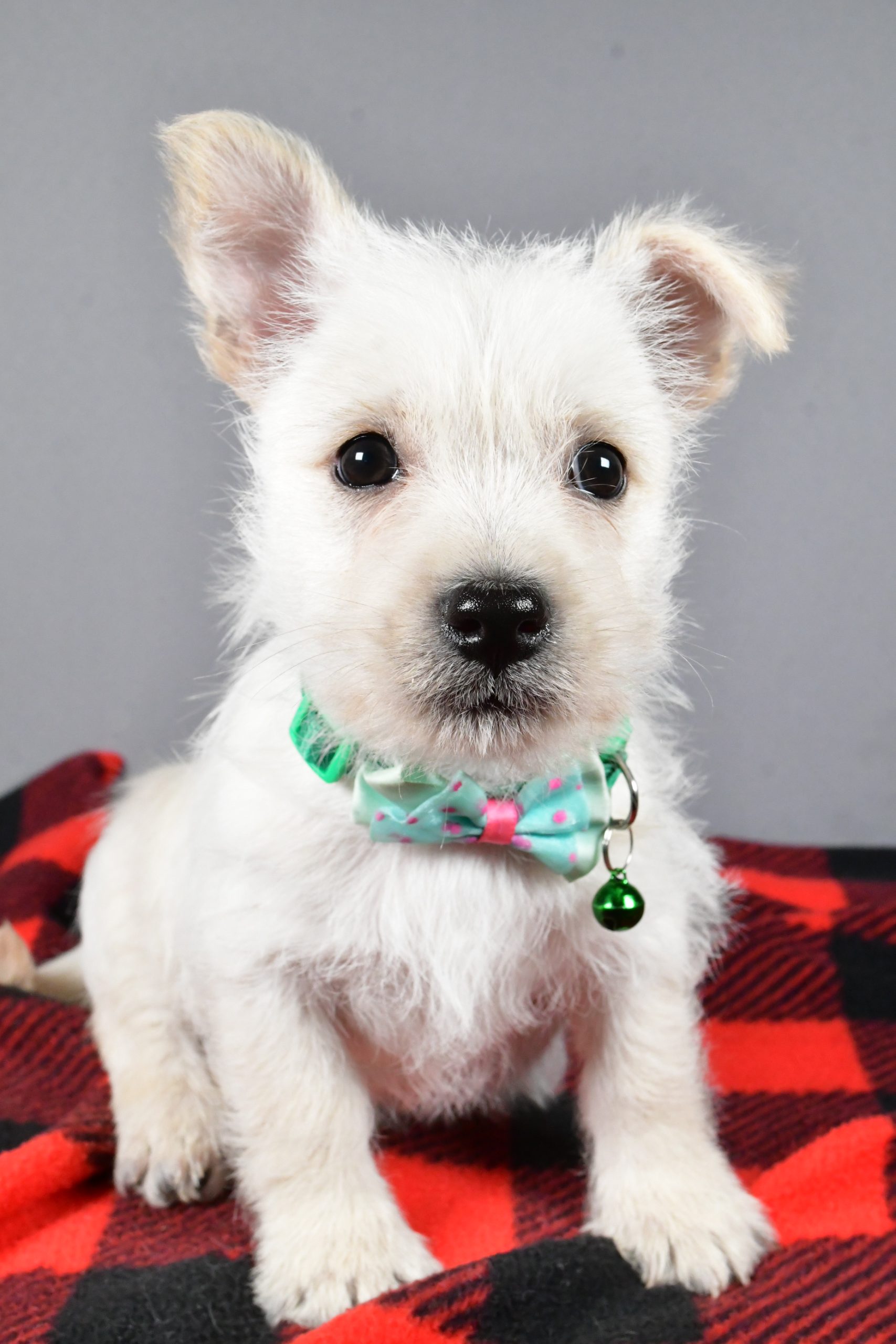 Mr Snoopy The Cairn Terrier