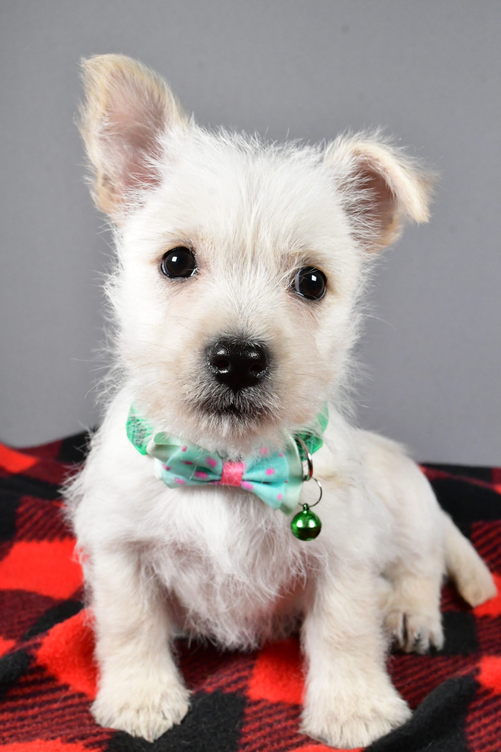 Mr Snoopy The Cairn Terrier - Image 2