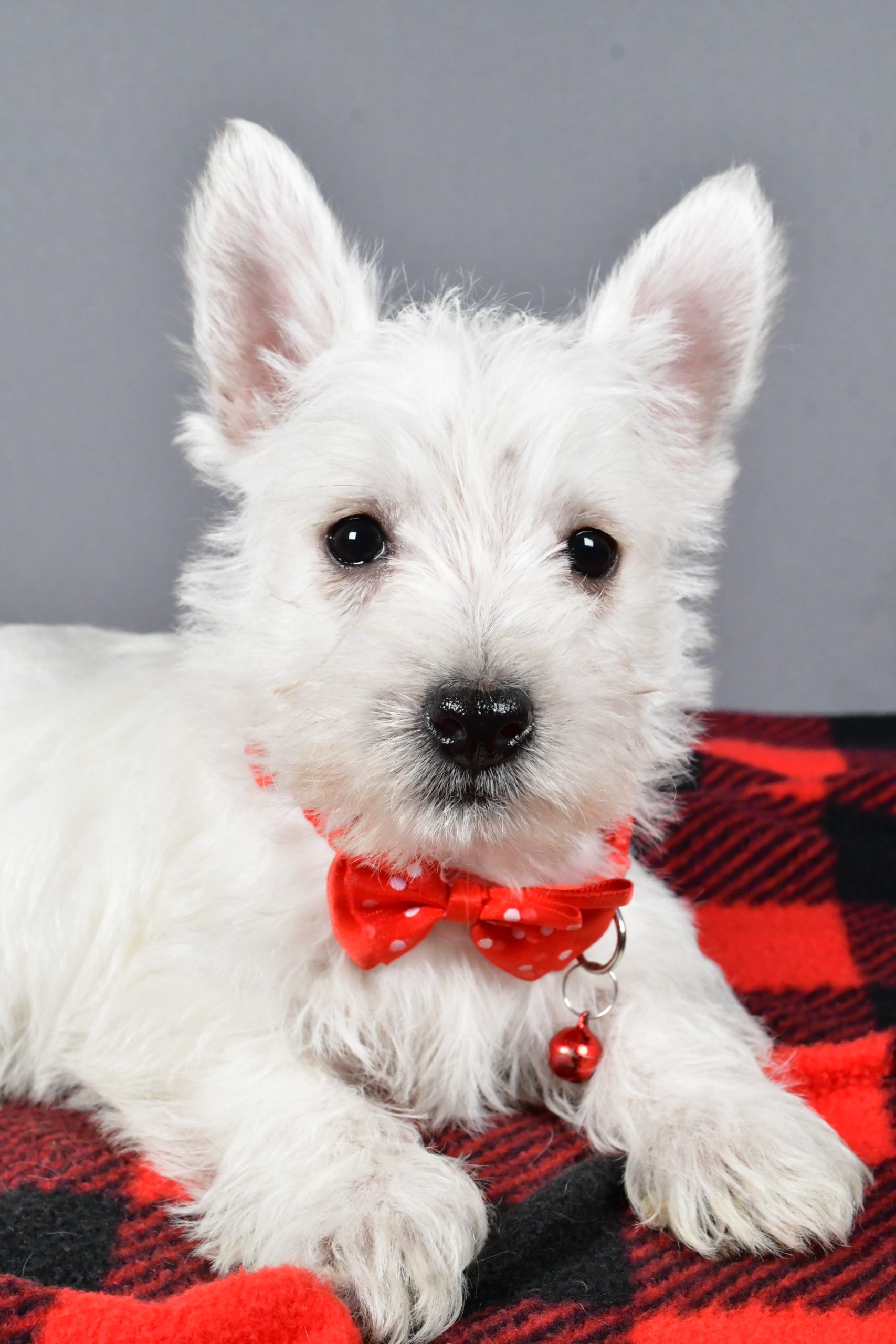 Mr Scooter The West Highland White Terrier - Image 5