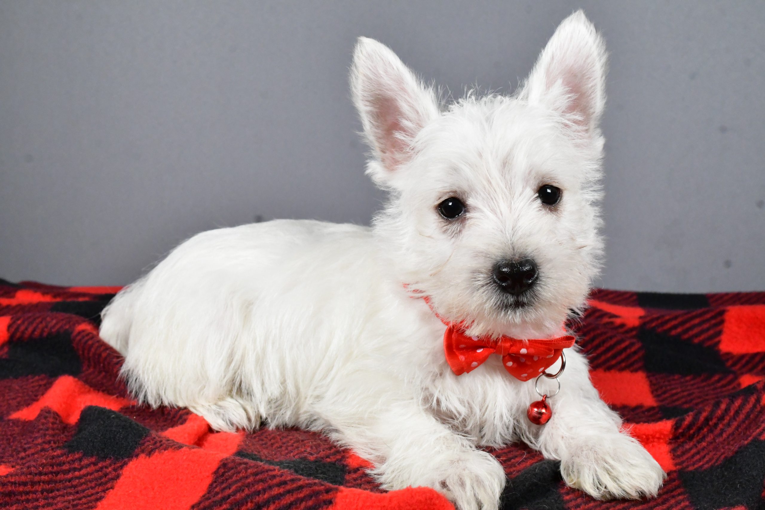 Mr Scooter The West Highland White Terrier - Image 6
