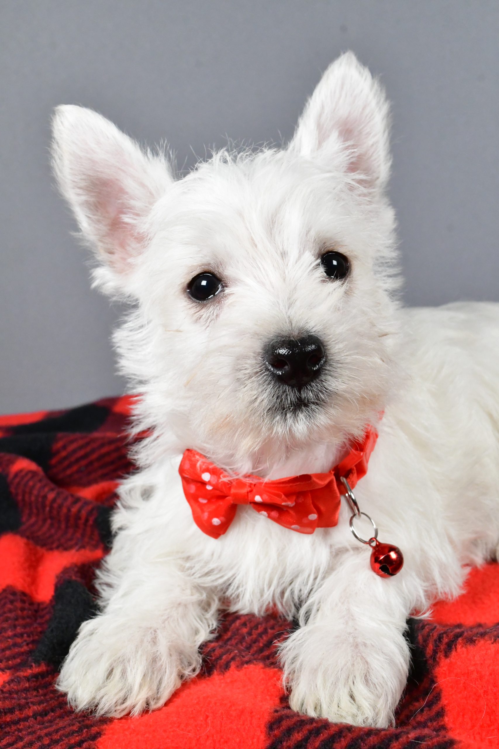 Mr Scooter The West Highland White Terrier - Image 3