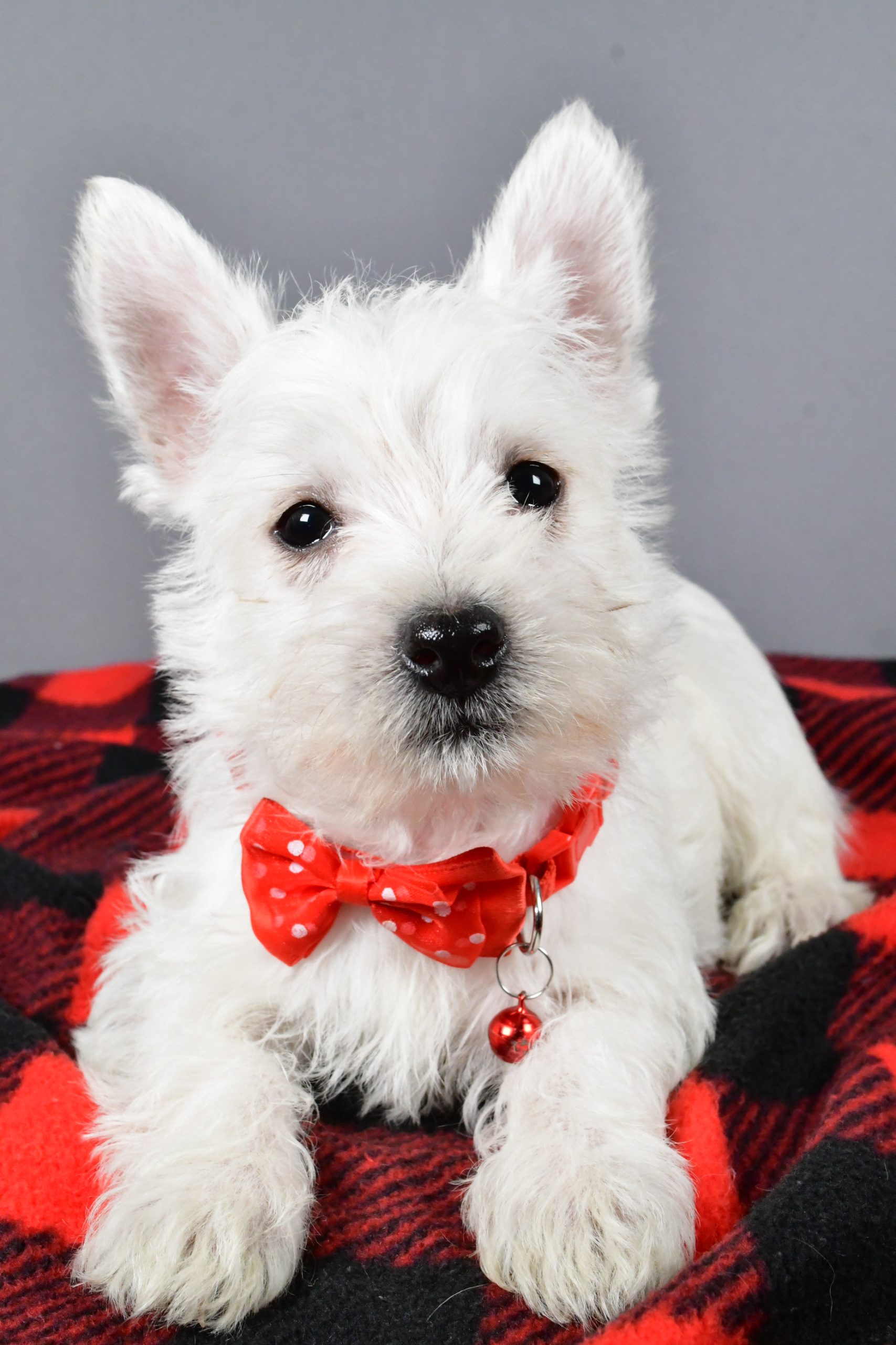 Mr Scooter The West Highland White Terrier - Image 4