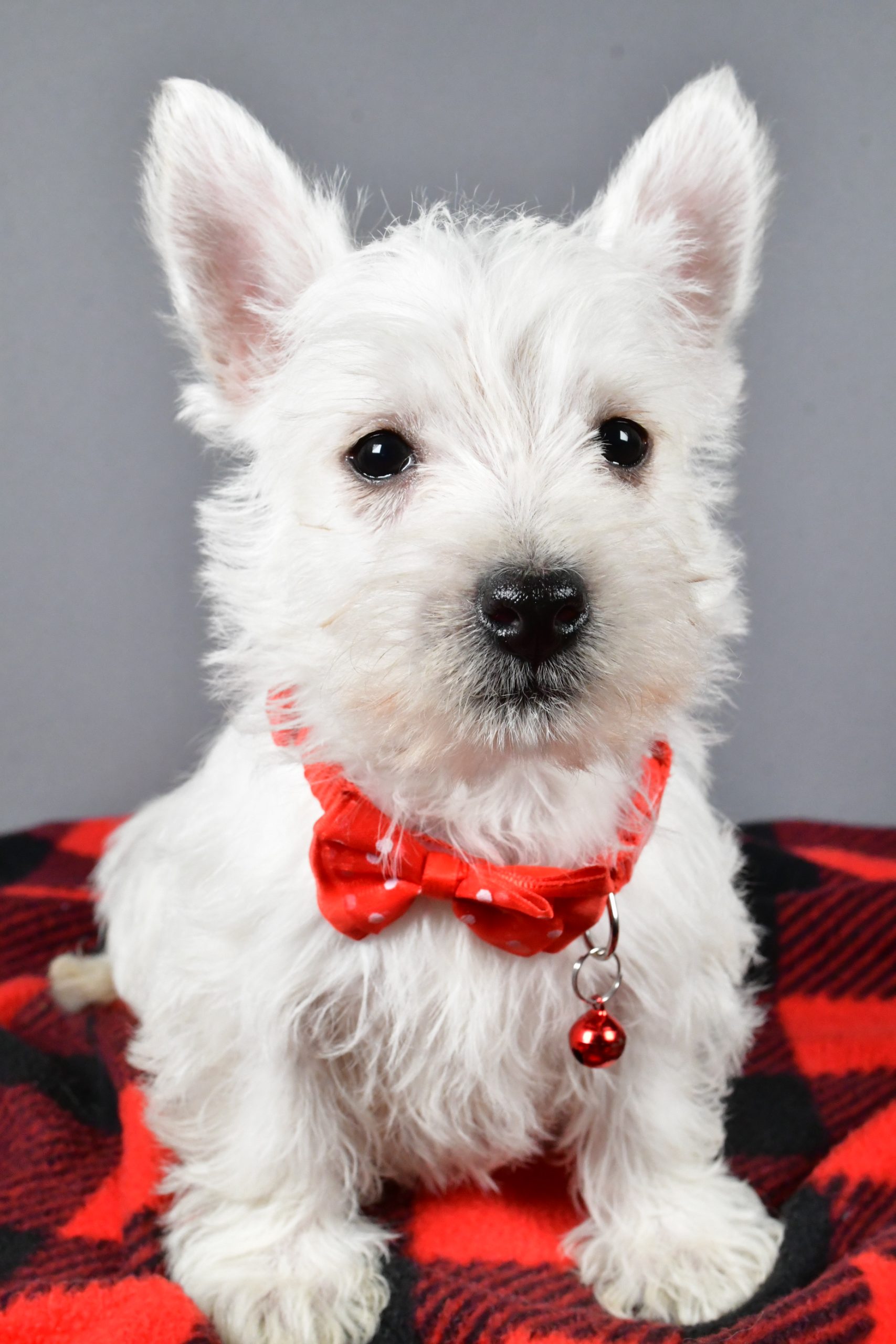 Mr Scooter The West Highland White Terrier - Image 2