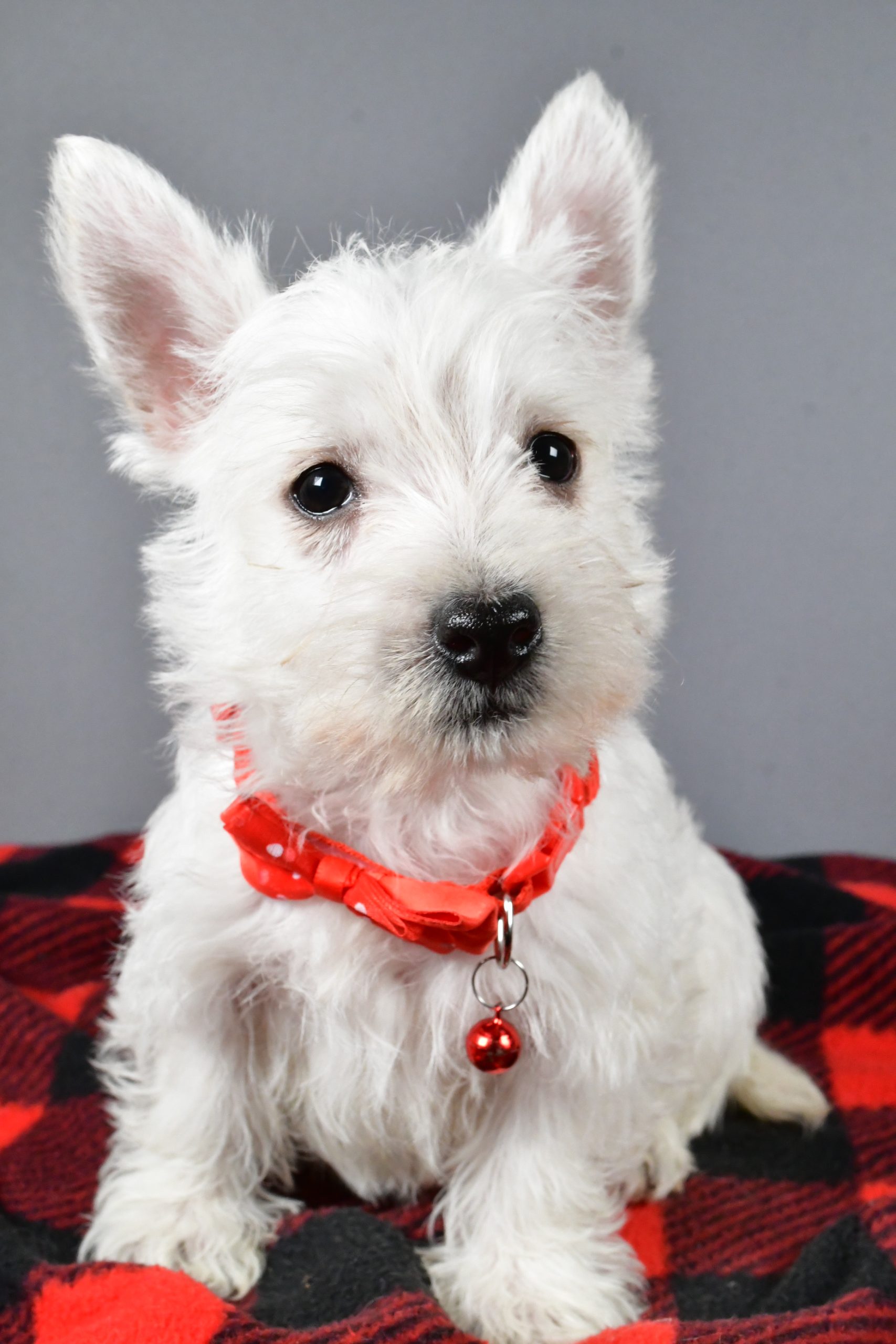 Mr Scooter The West Highland White Terrier