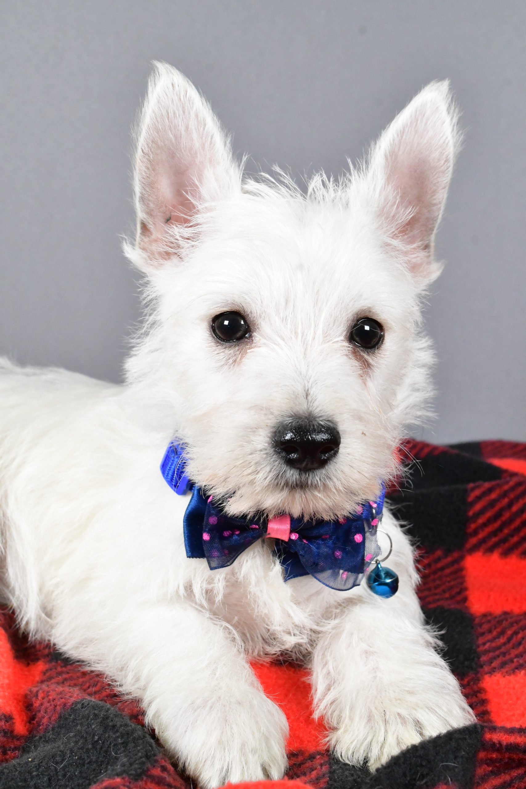 Mr Star The West Highland White Terrier - Image 5