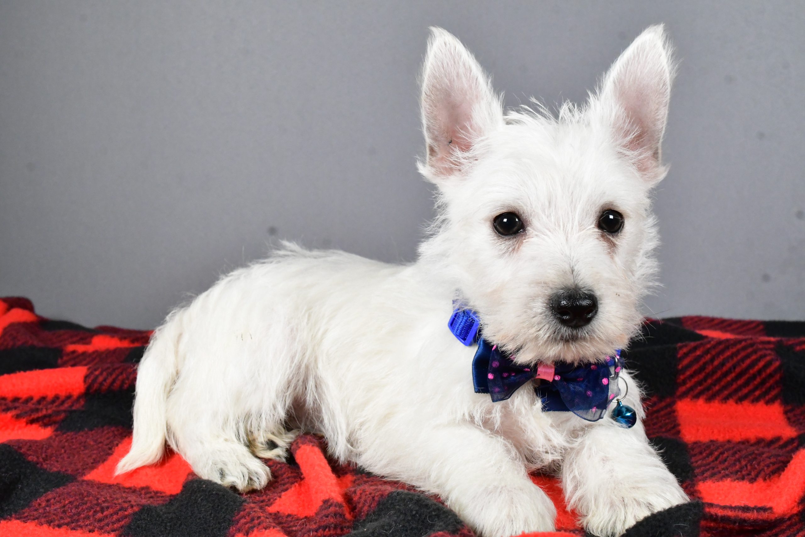 Mr Star The West Highland White Terrier - Image 6