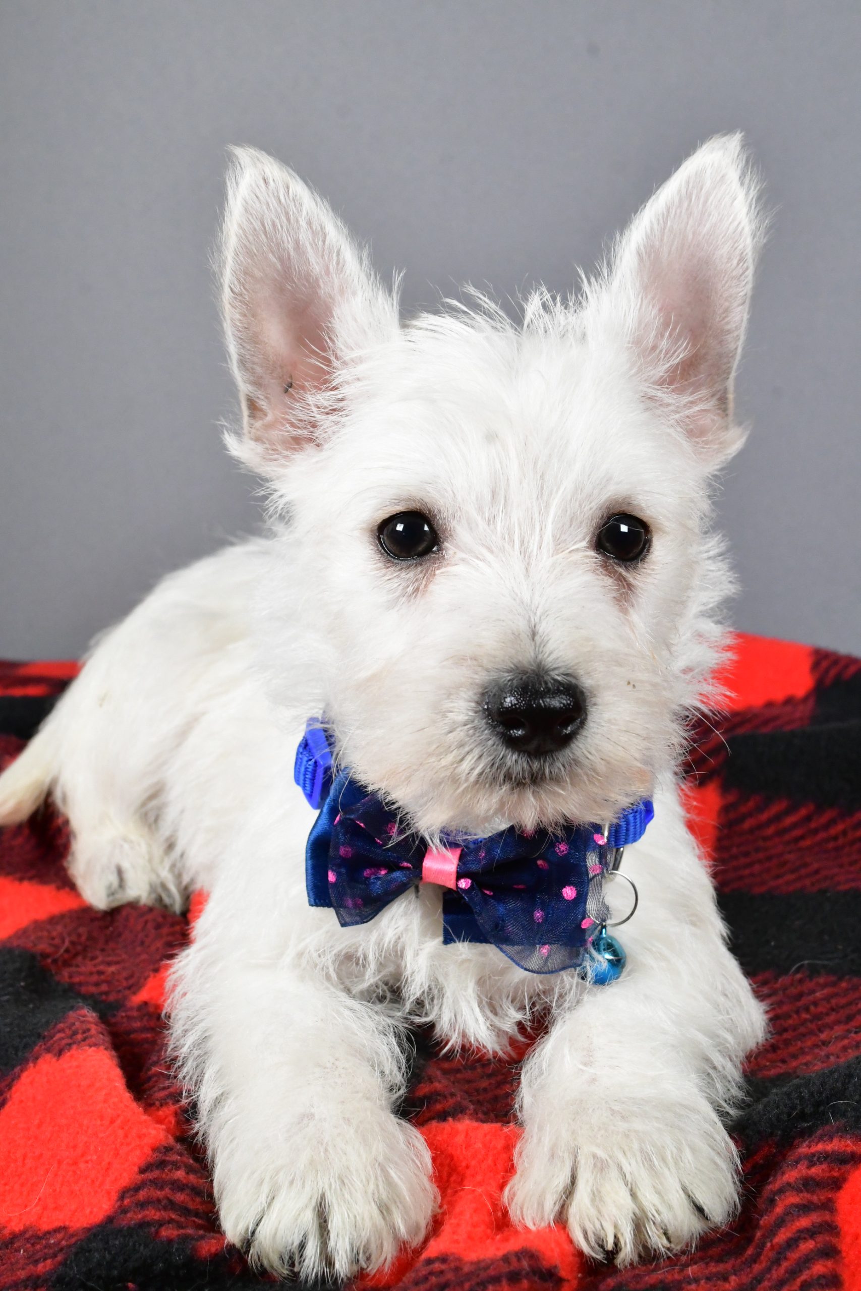 Mr Star The West Highland White Terrier - Image 4
