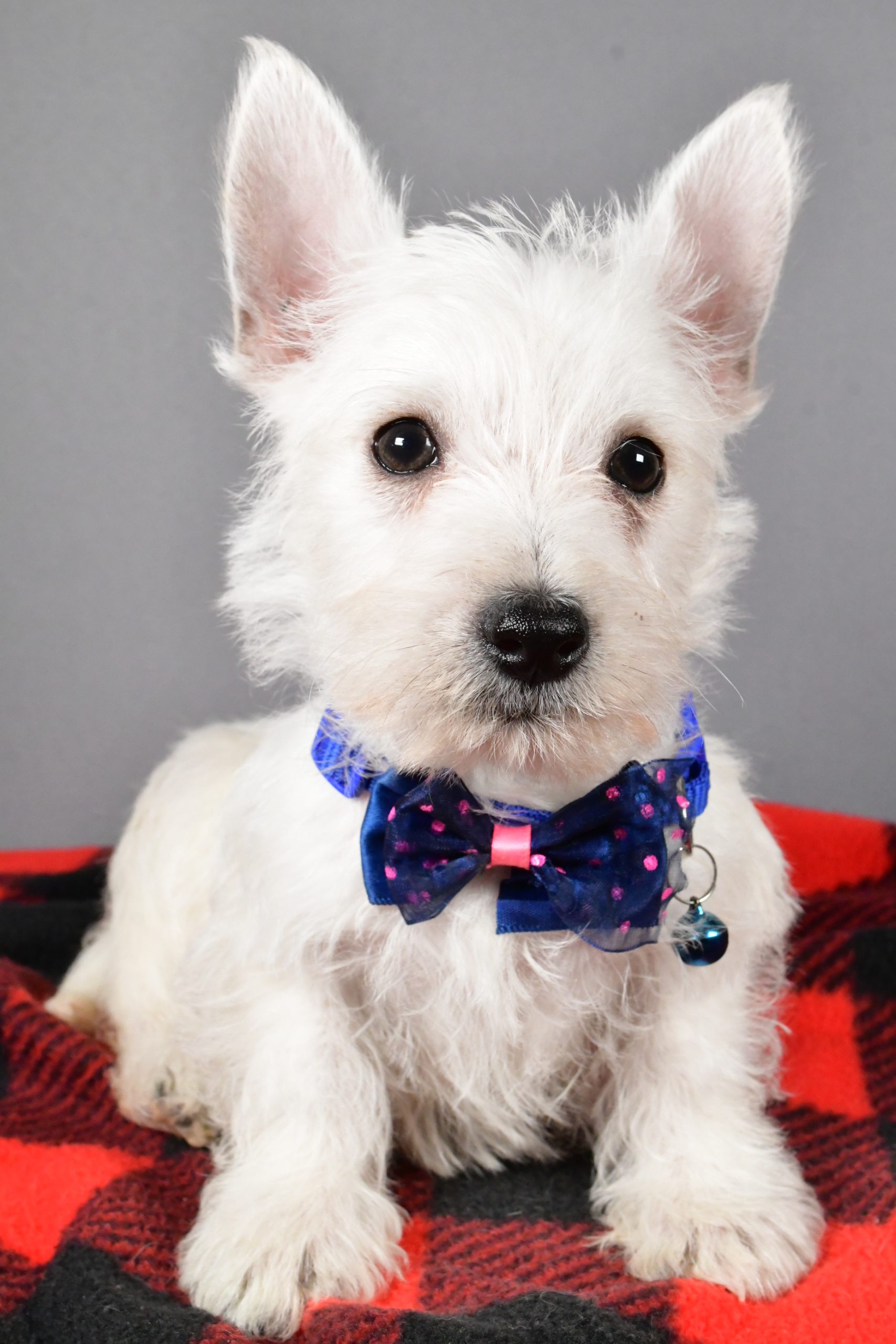 Mr Star The West Highland White Terrier - Image 2