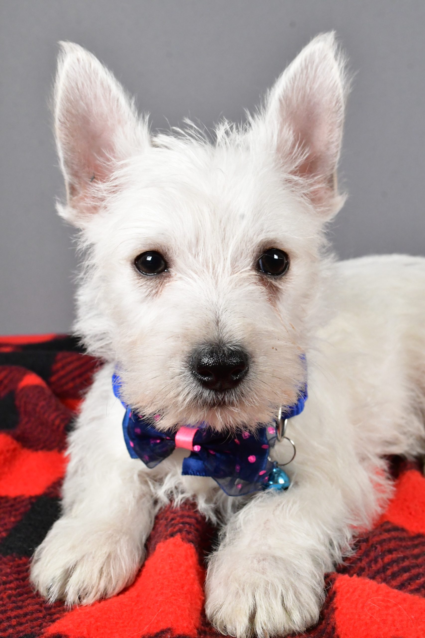 Mr Star The West Highland White Terrier - Image 3