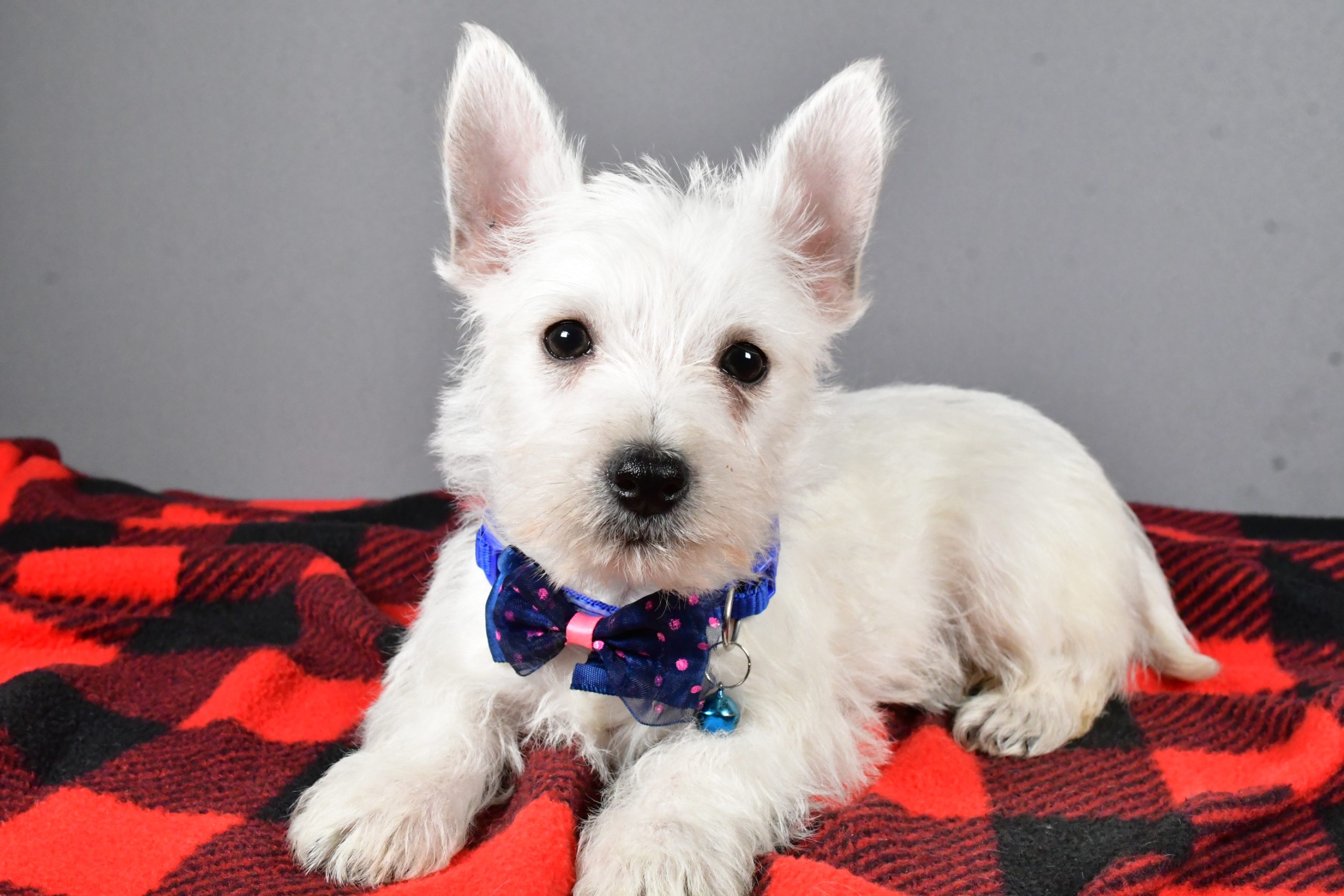 Mr Star The West Highland White Terrier - Image 7