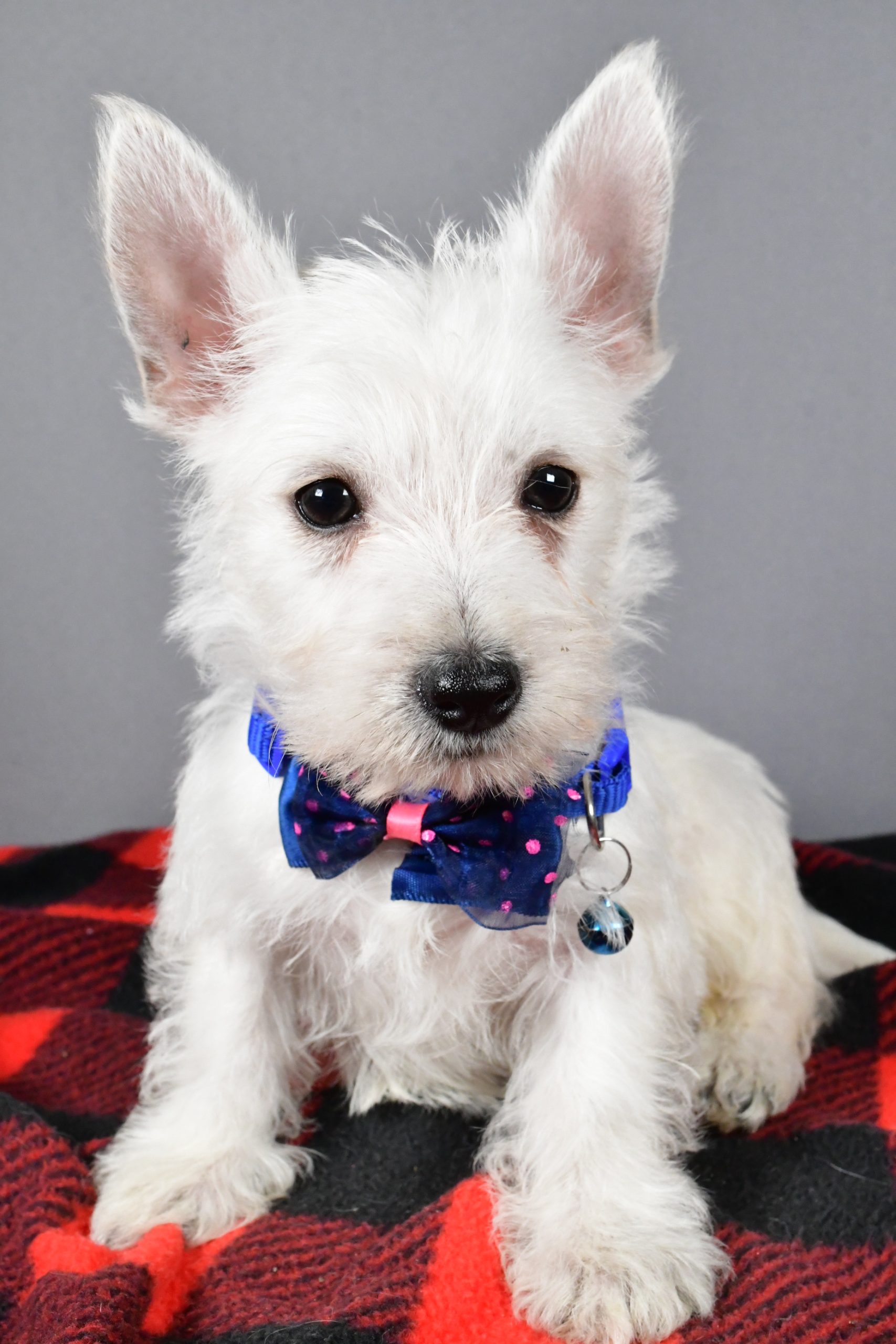 Mr Star The West Highland White Terrier