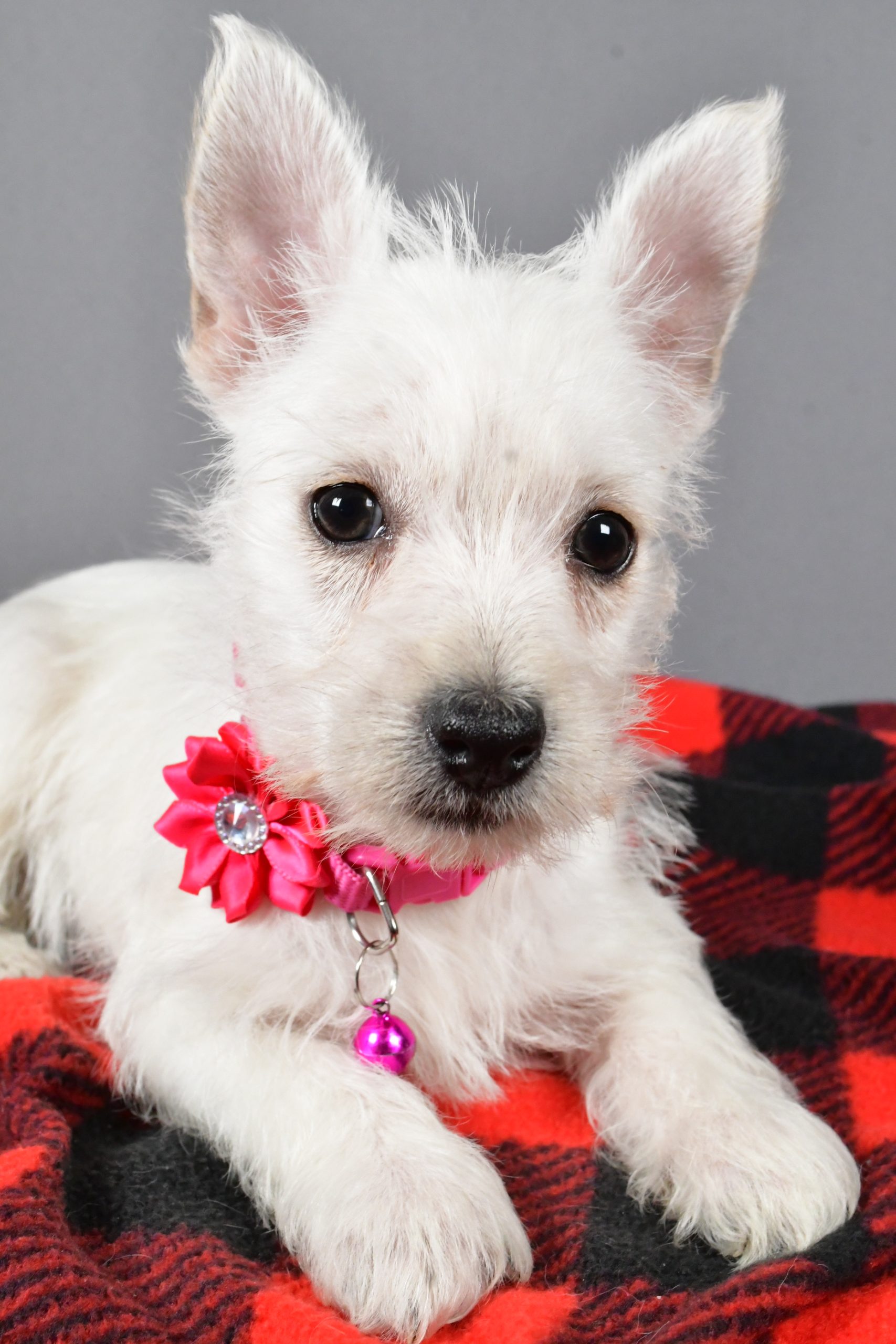 Miss Sweetie The West Highland White Terrier - Image 6