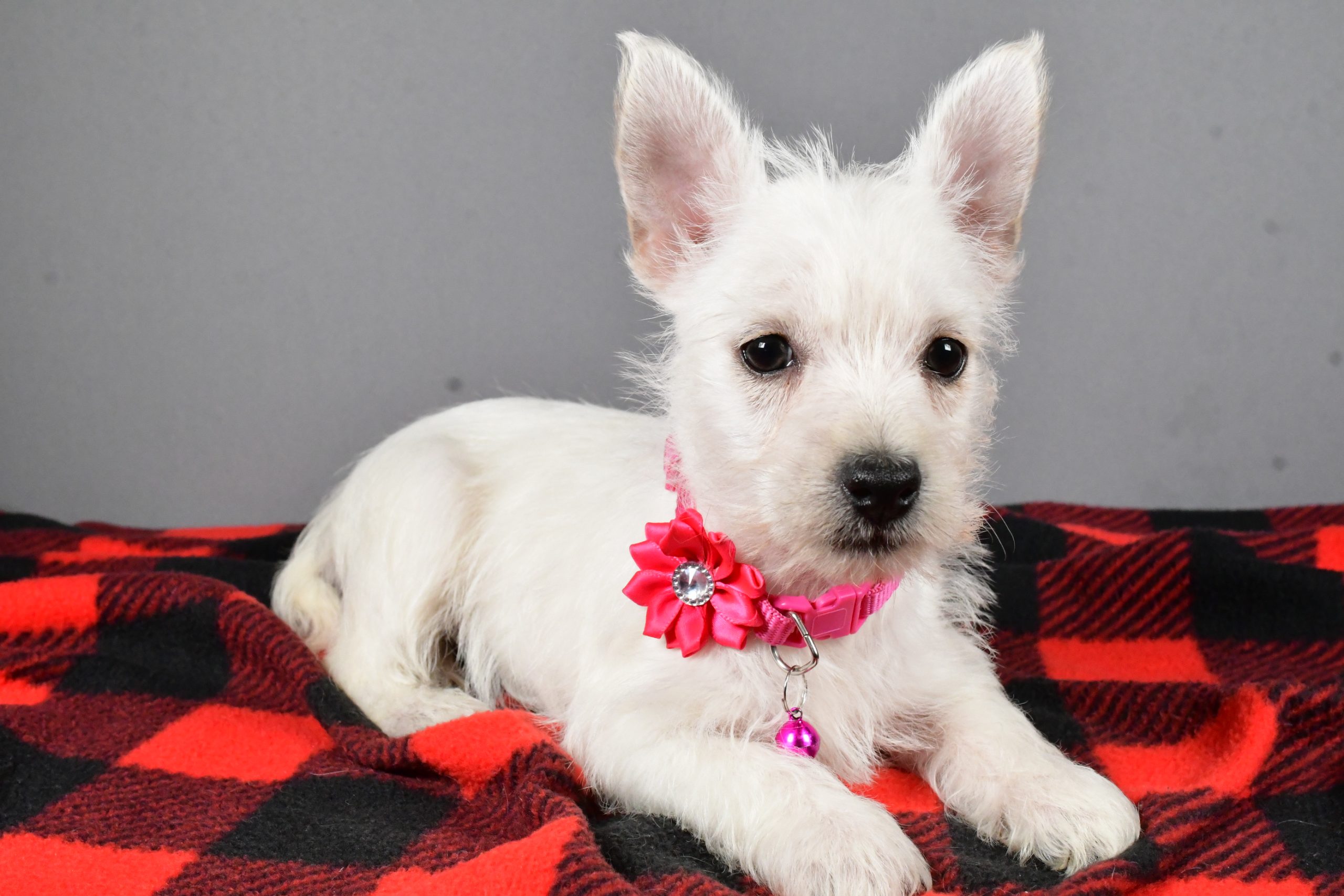 Miss Sweetie The West Highland White Terrier - Image 8