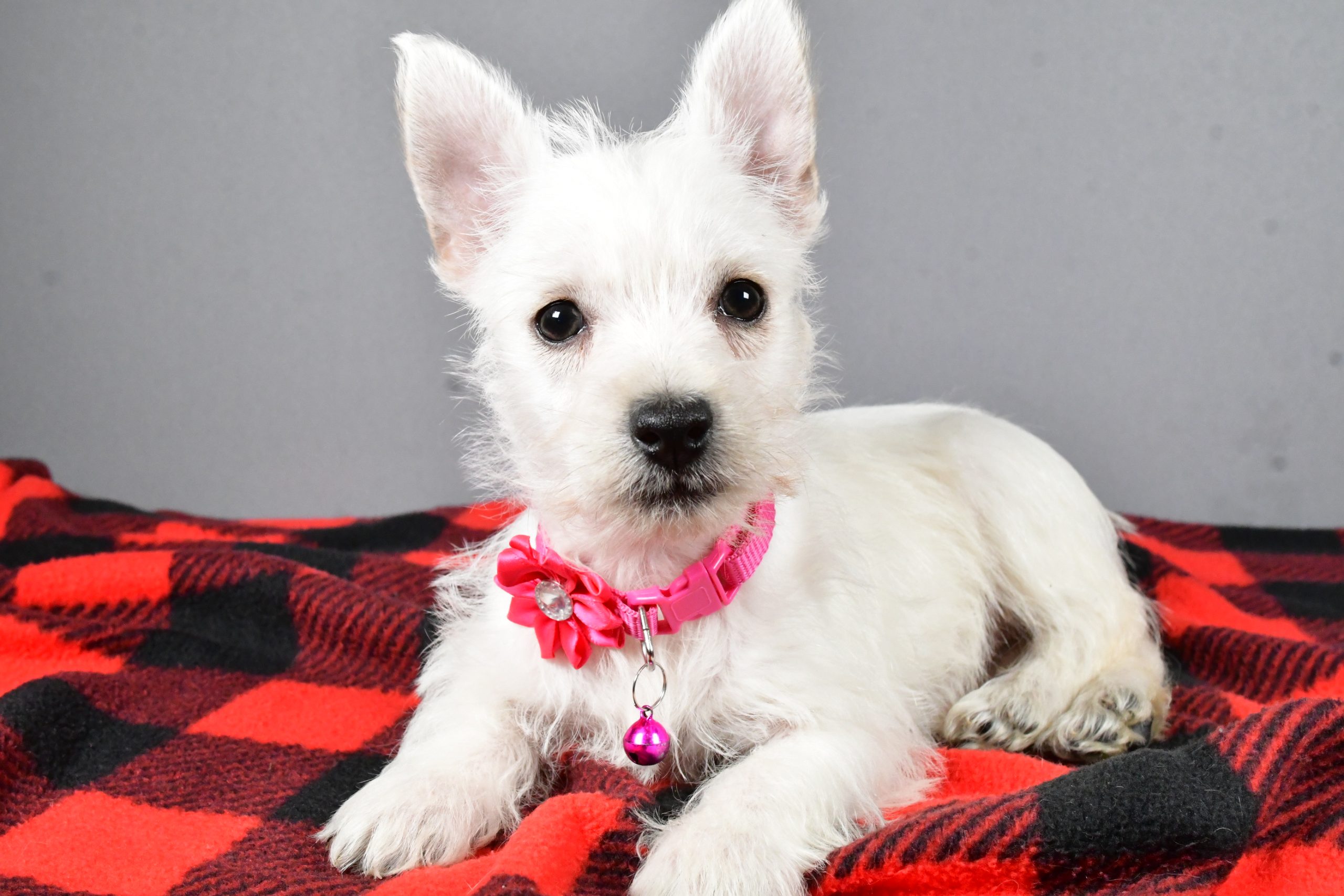 Miss Sweetie The West Highland White Terrier - Image 7