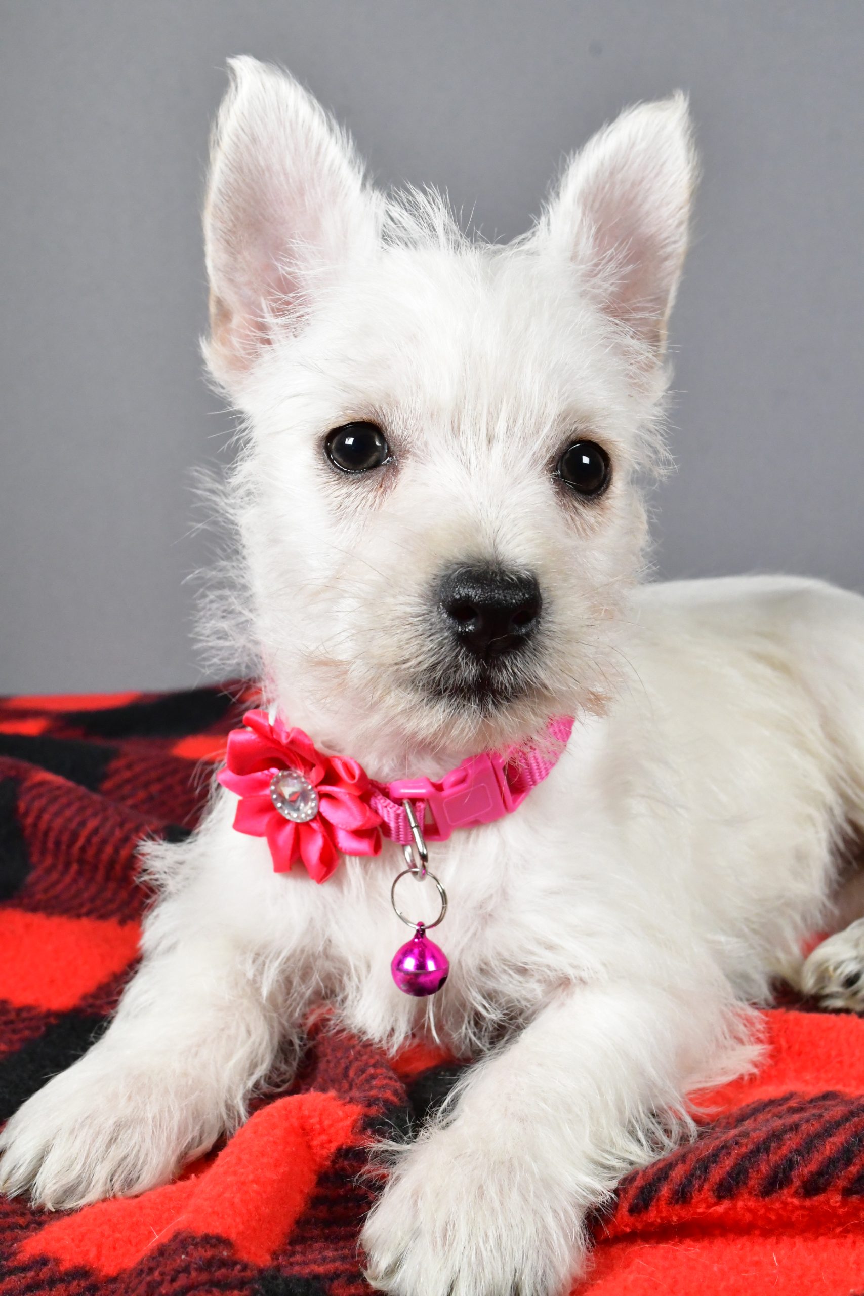 Miss Sweetie The West Highland White Terrier - Image 4