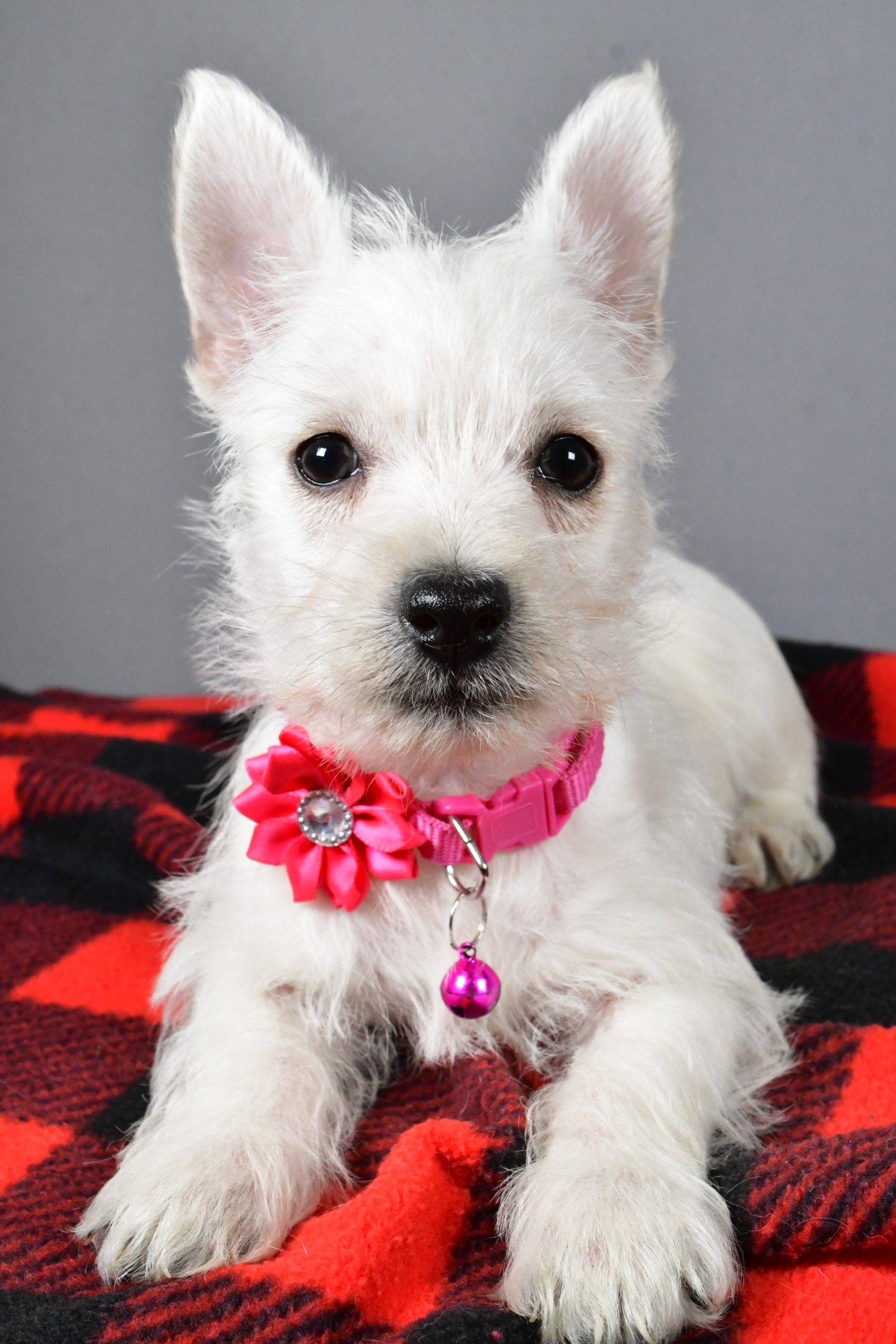Miss Sweetie The West Highland White Terrier - Image 5