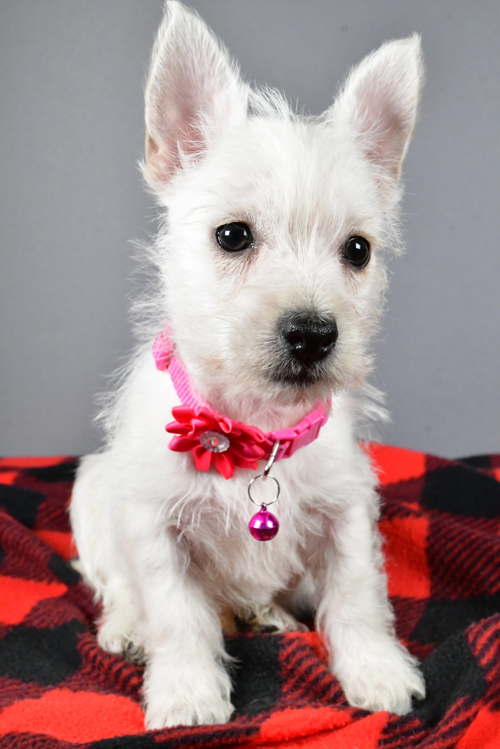 Miss Sweetie The West Highland White Terrier - Image 2