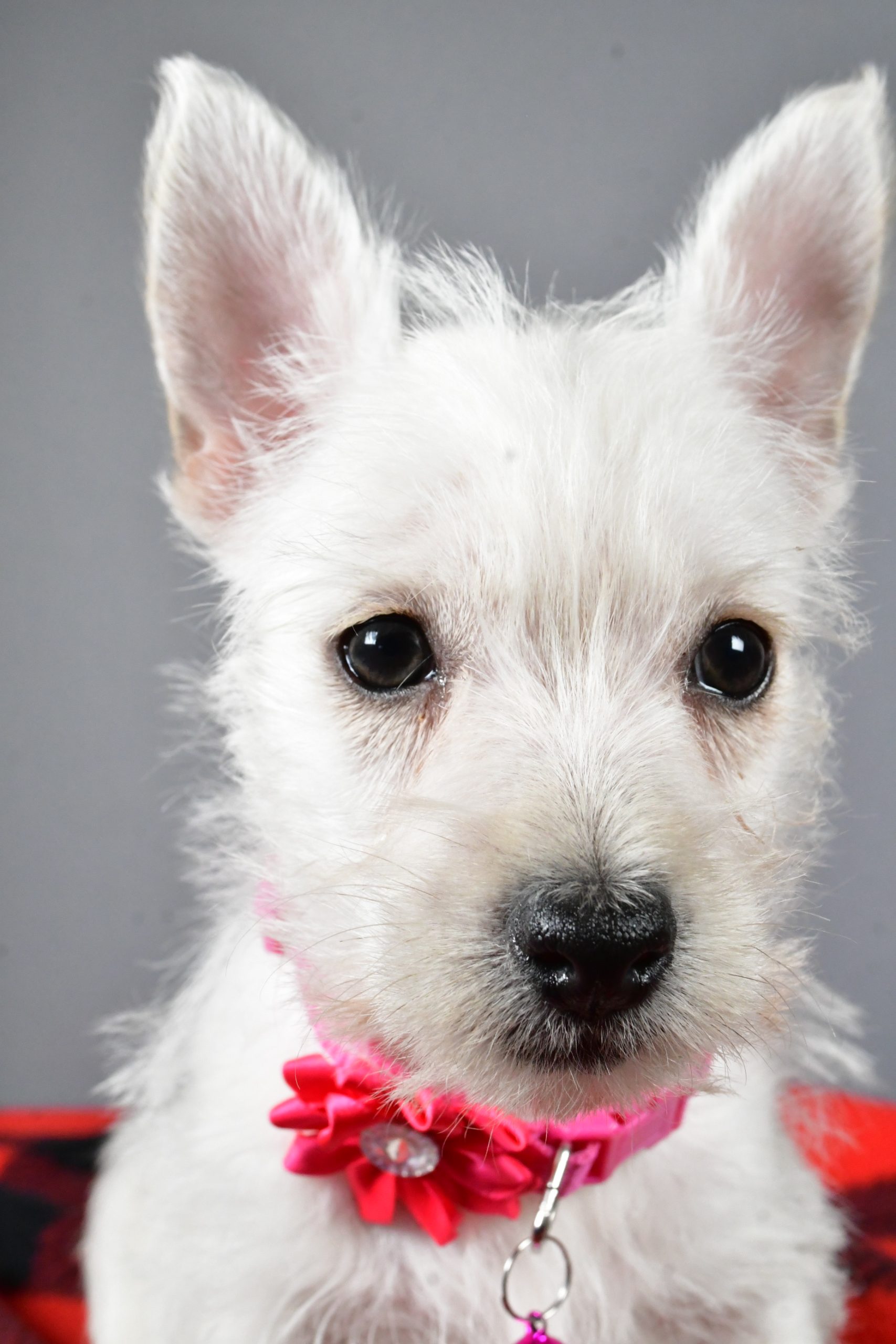 Miss Sweetie The West Highland White Terrier - Image 3