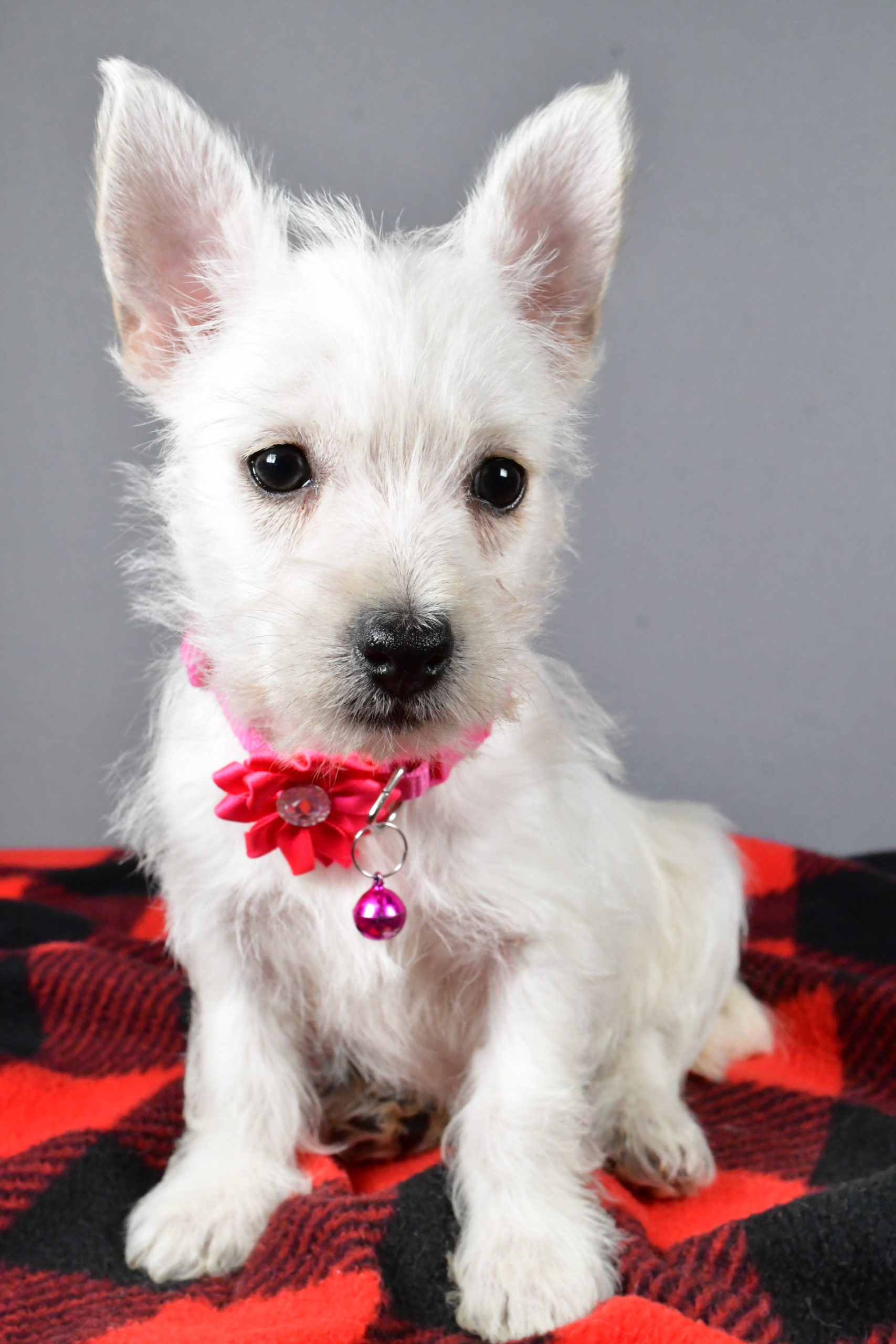 Miss Sweetie The West Highland White Terrier