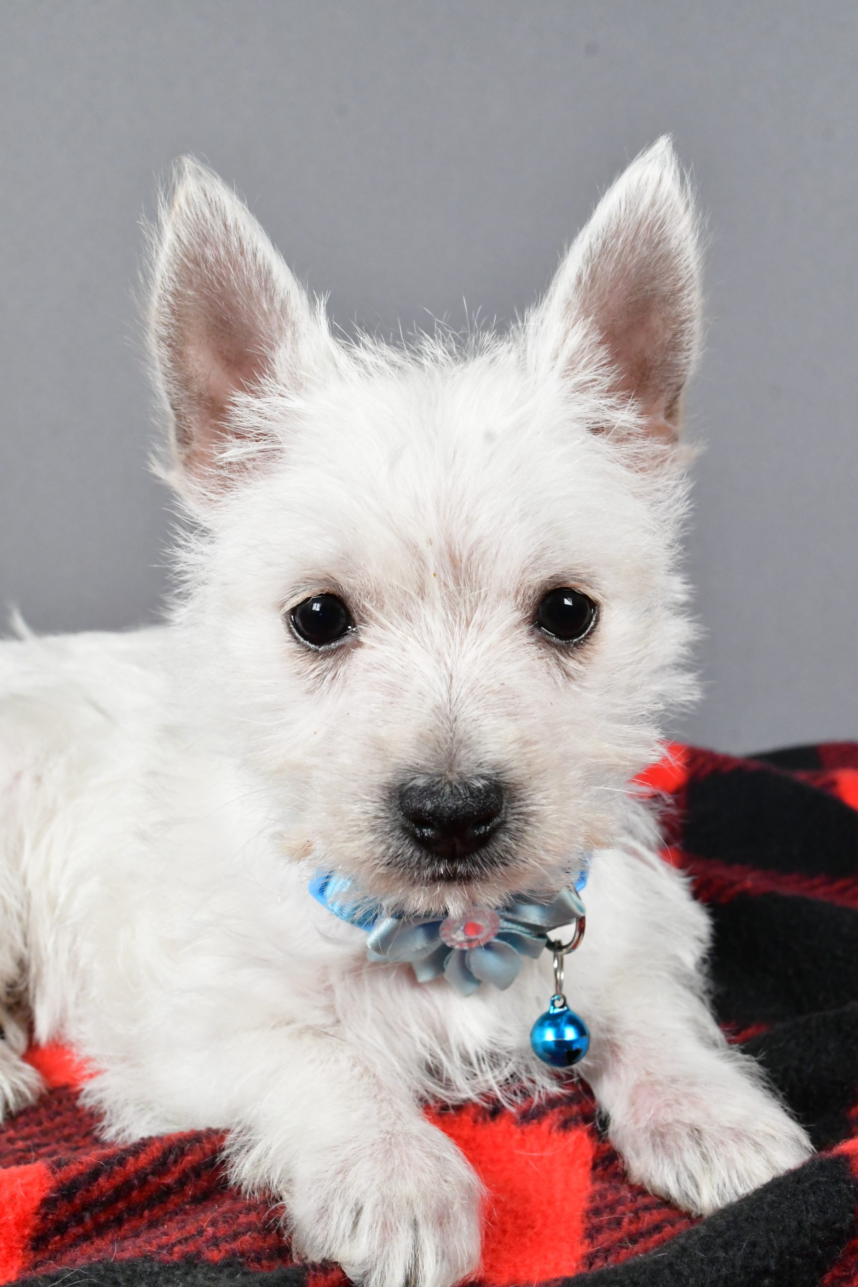 Miss Sugar The West Highland White Terrier - Image 6