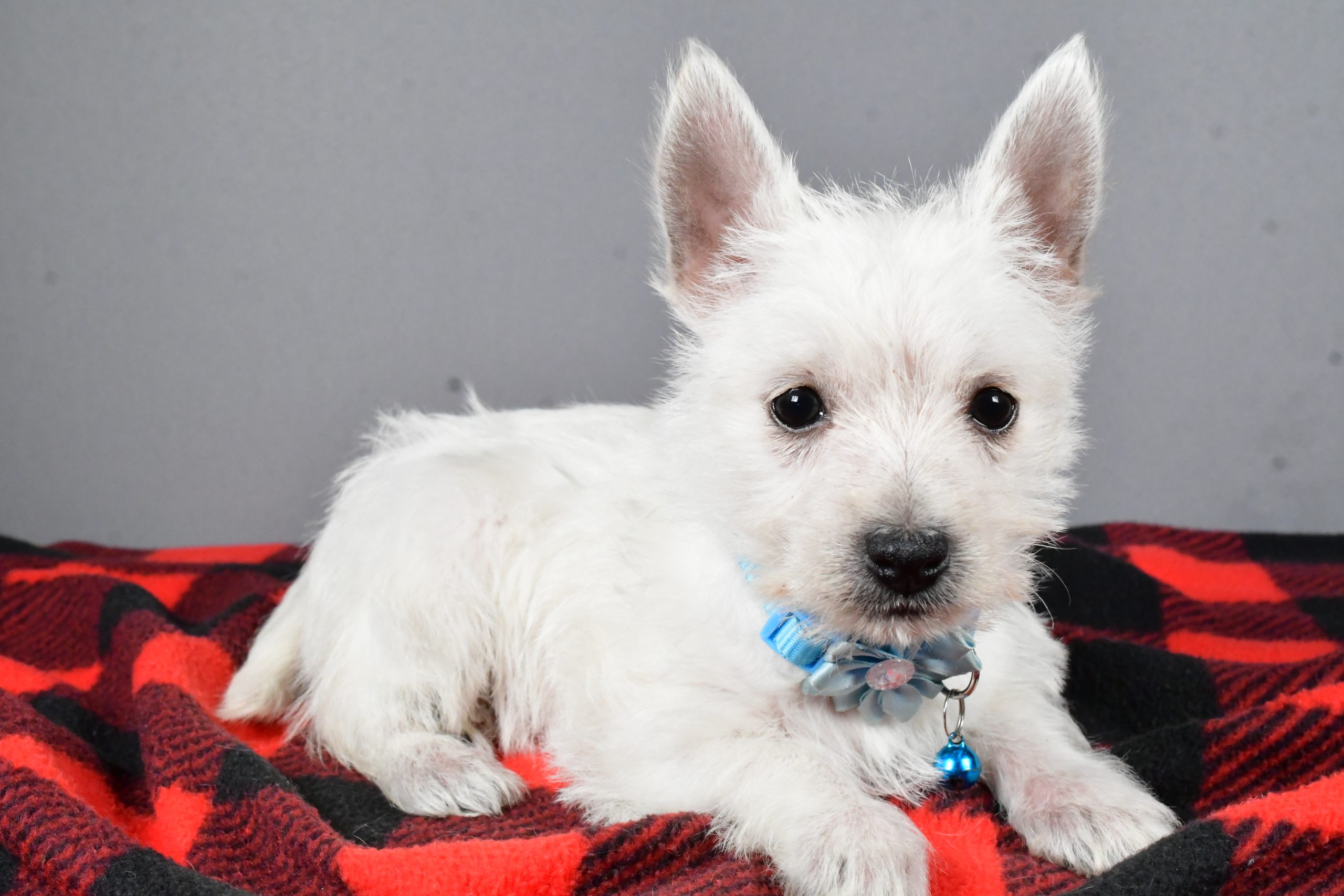 Miss Sugar The West Highland White Terrier - Image 7