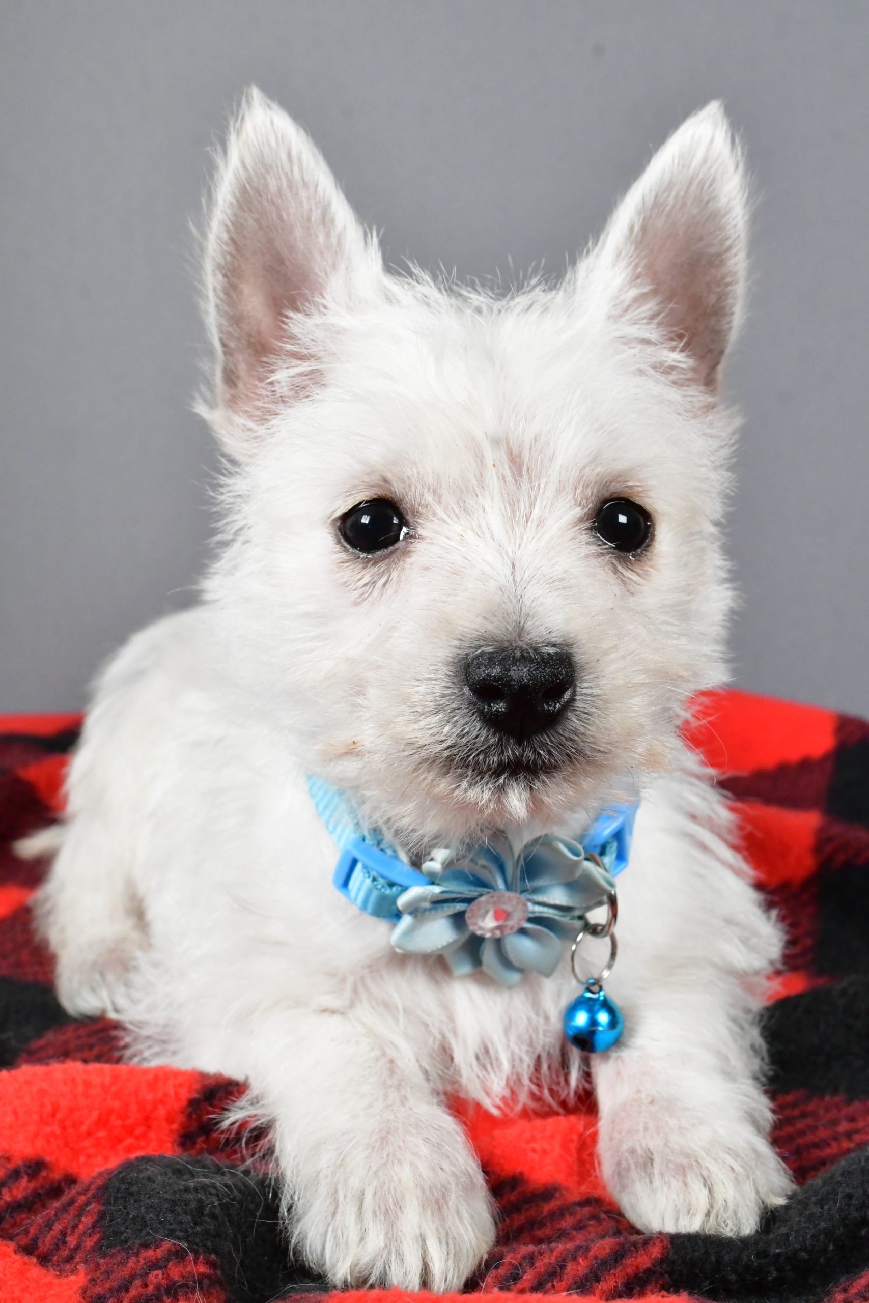 Miss Sugar The West Highland White Terrier - Image 5
