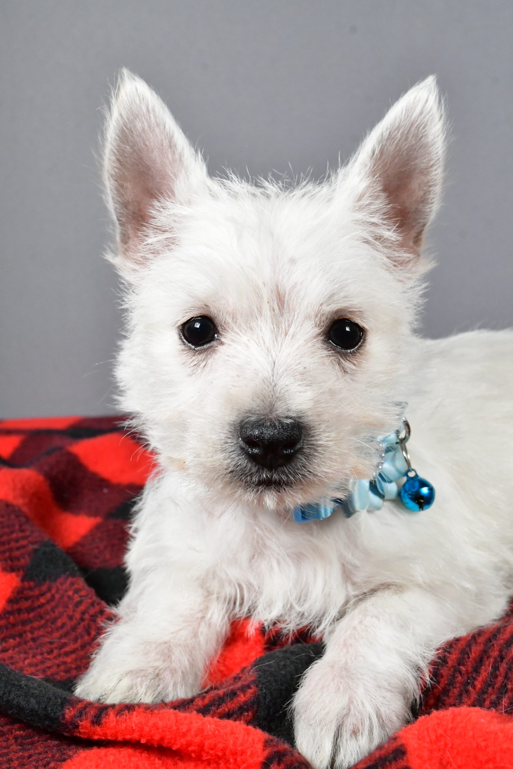 Miss Sugar The West Highland White Terrier - Image 4