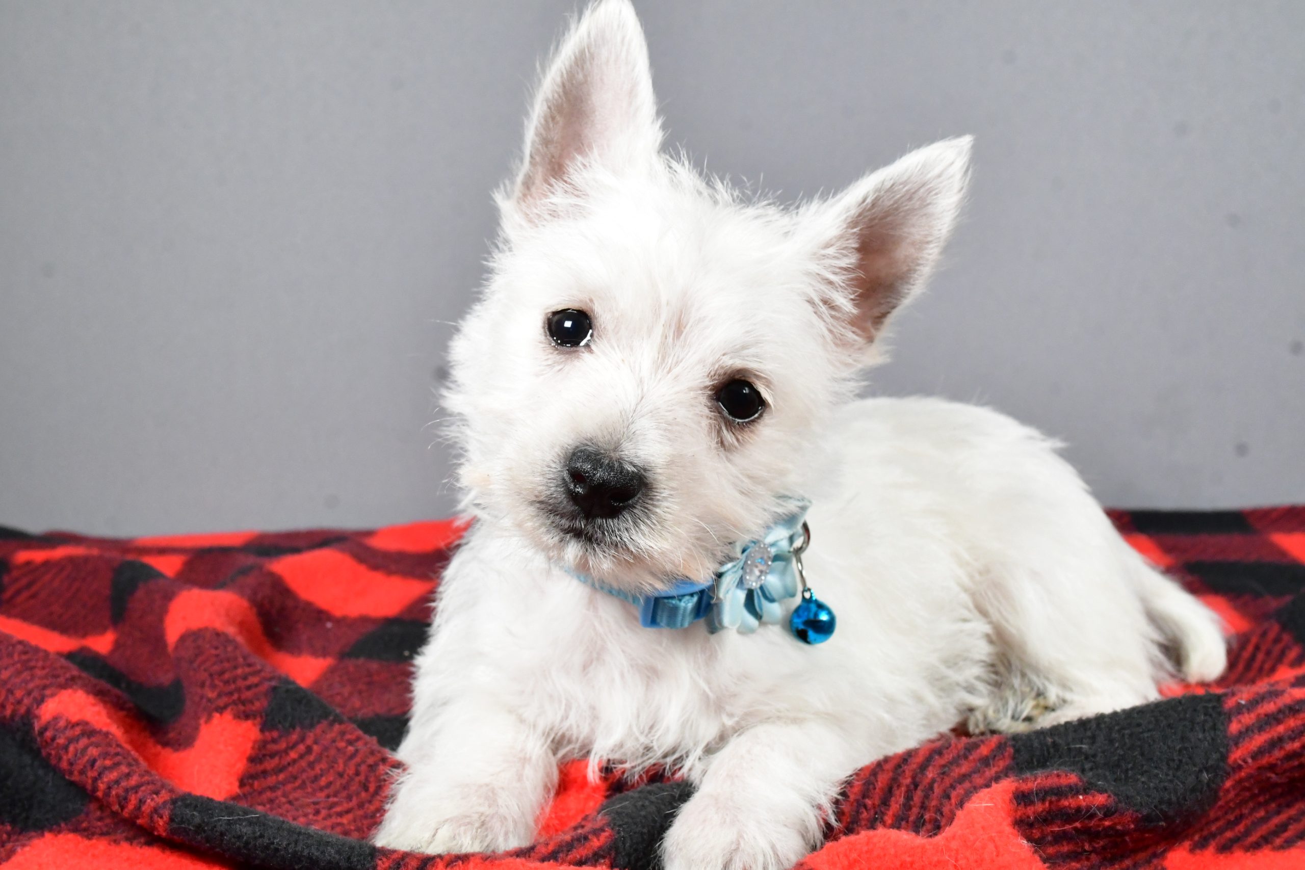 Miss Sugar The West Highland White Terrier - Image 8