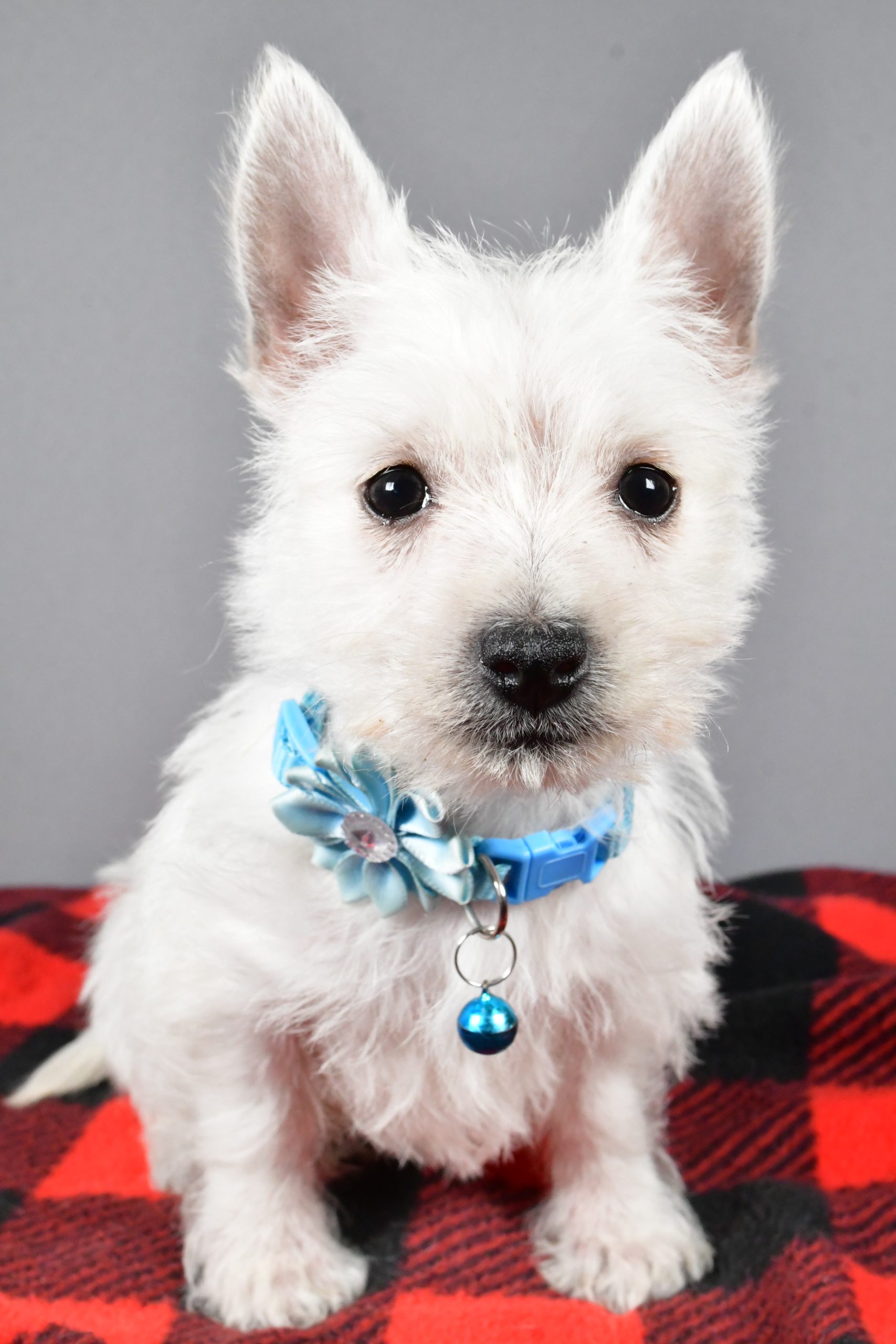 Miss Sugar The West Highland White Terrier - Image 2