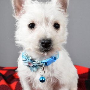 Miss Sugar The West Highland White Terrier