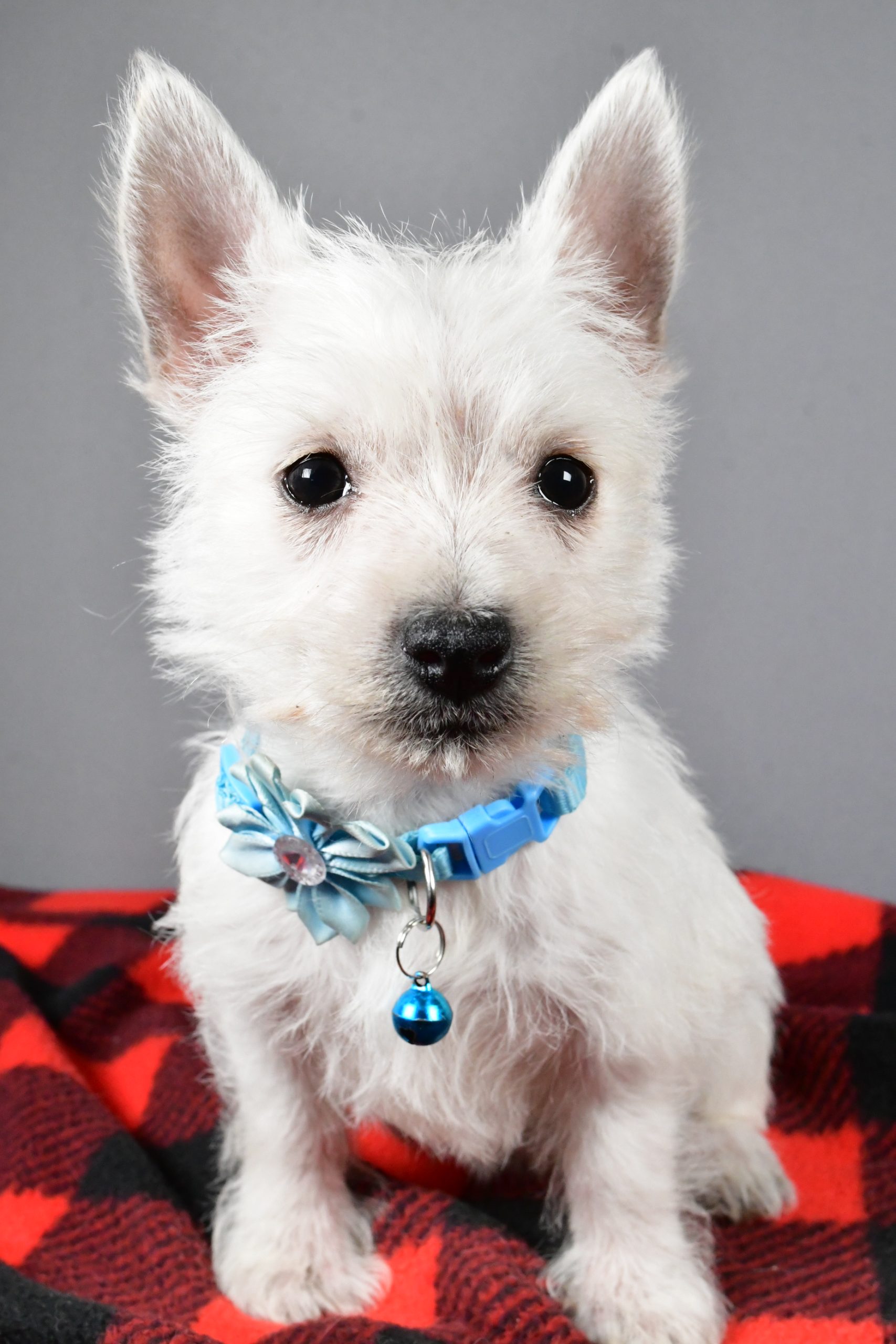 Miss Sugar The West Highland White Terrier