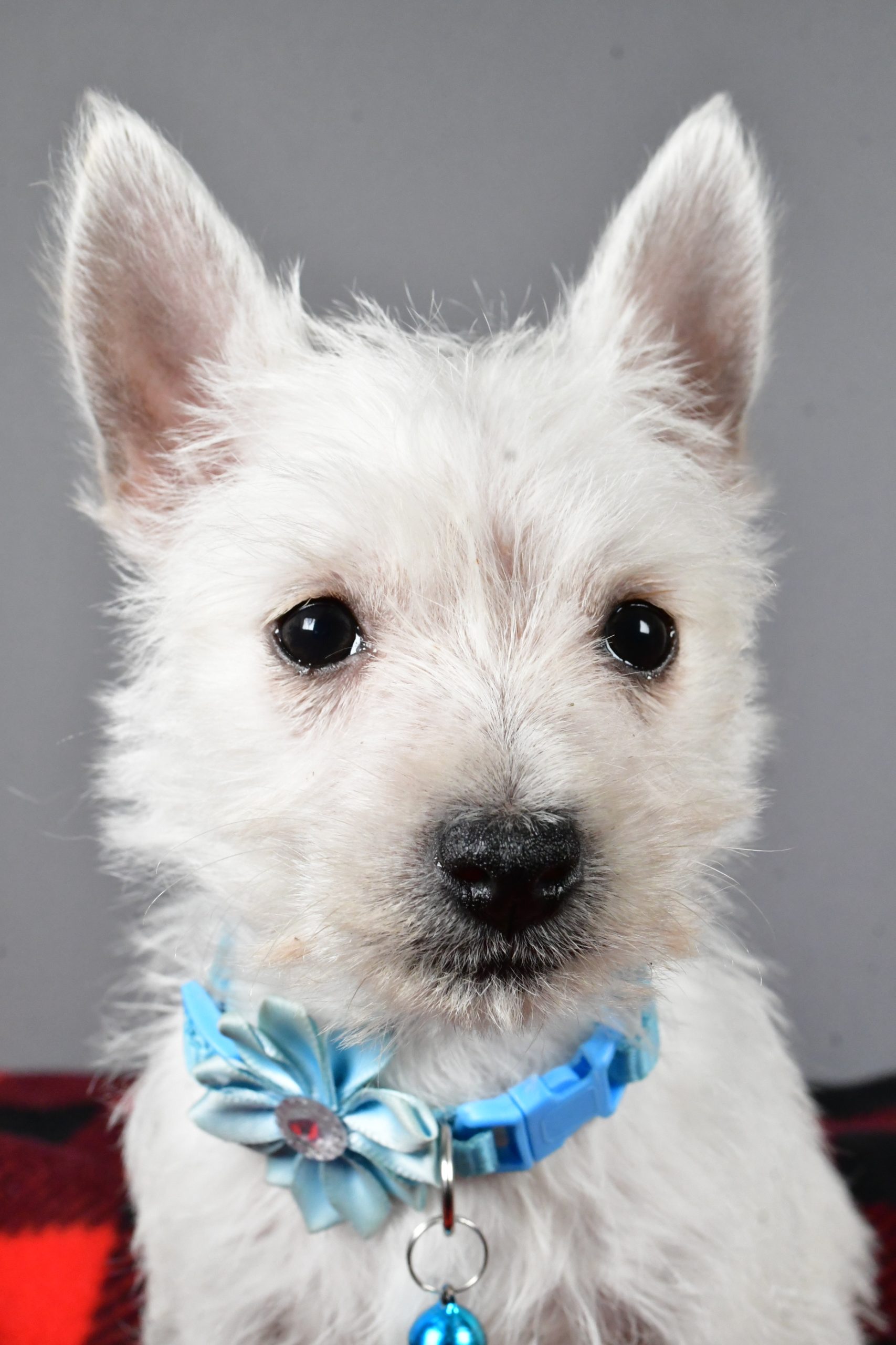 Miss Sugar The West Highland White Terrier - Image 3