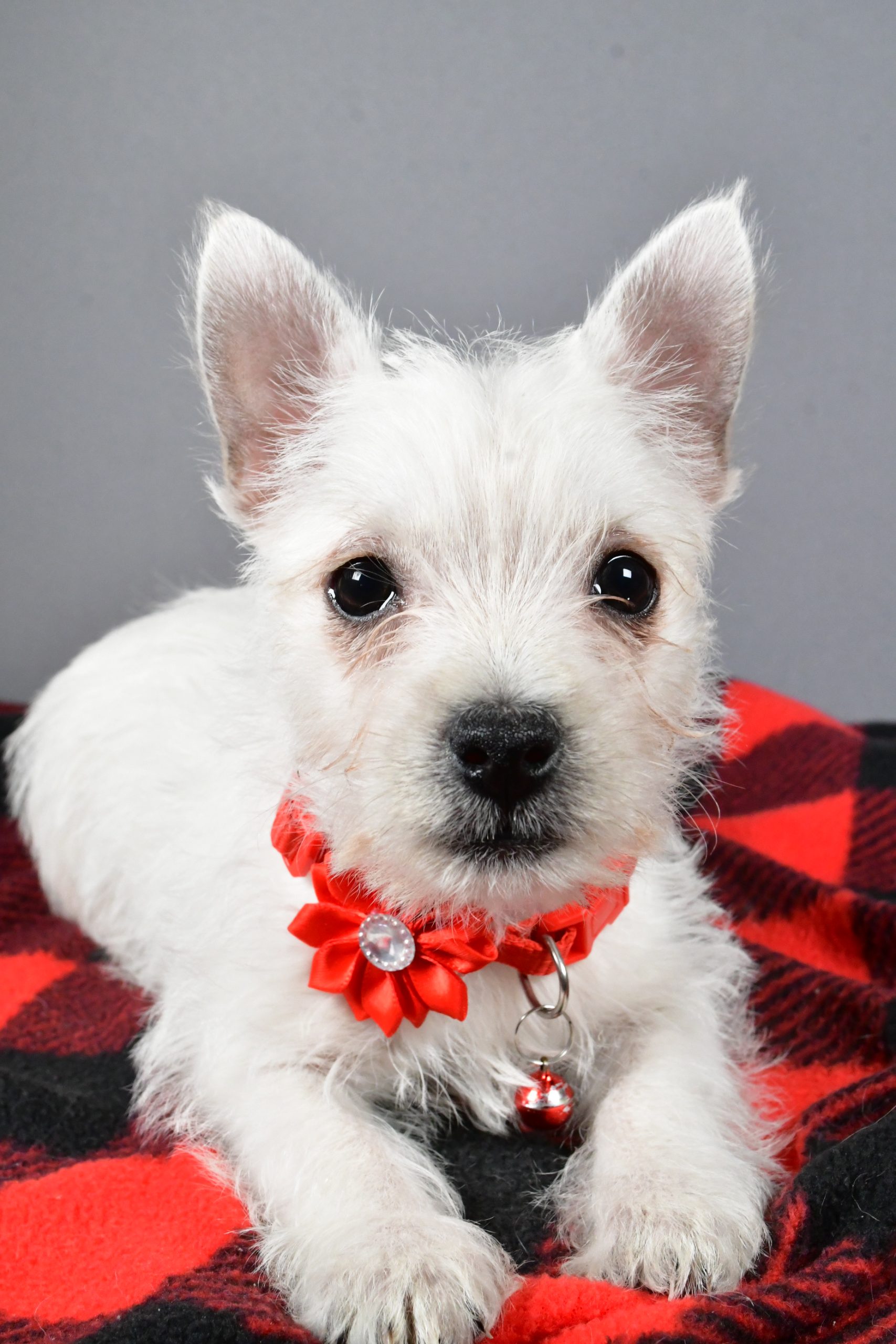 Miss Sage The West Highland White Terrier - Image 5