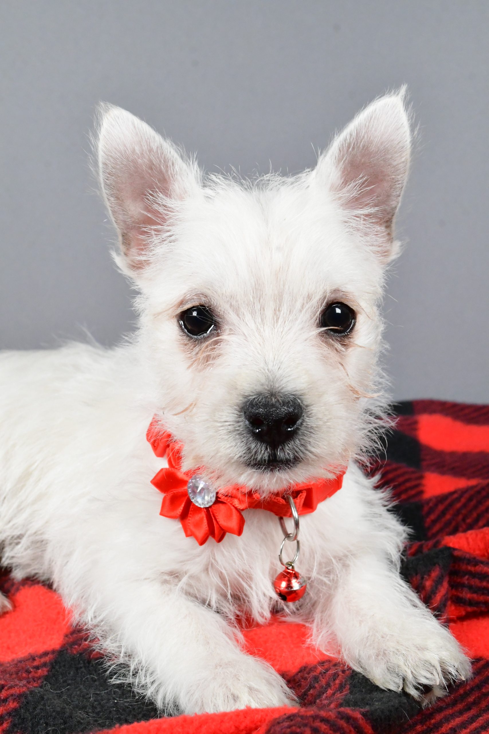 Miss Sage The West Highland White Terrier - Image 6